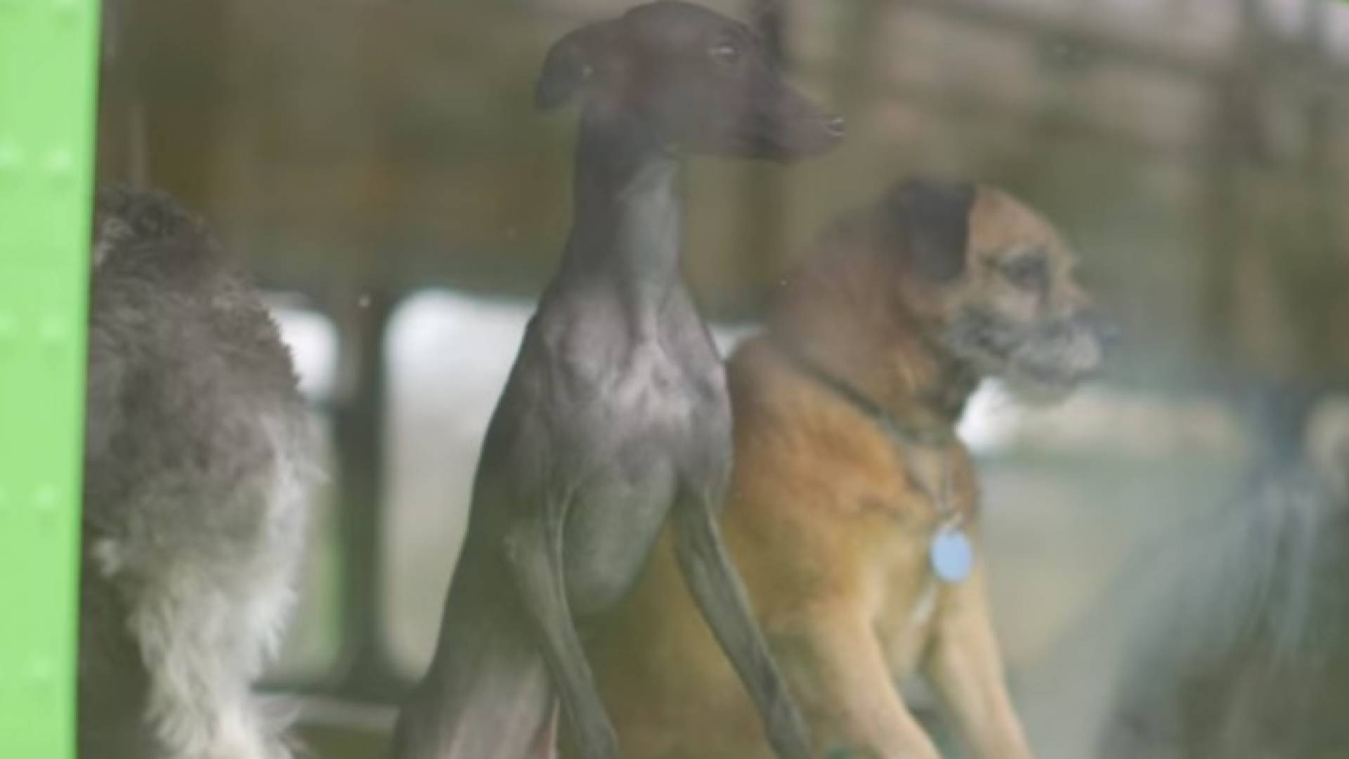 الجولات بدأت قبل يوم من موعدها المقرر نظرا لشعبية هذا الحدث