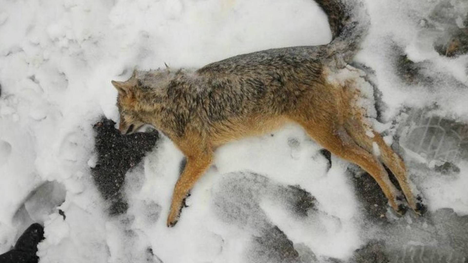 الذئاب كانت بالقرب من المناطق الحضرية 