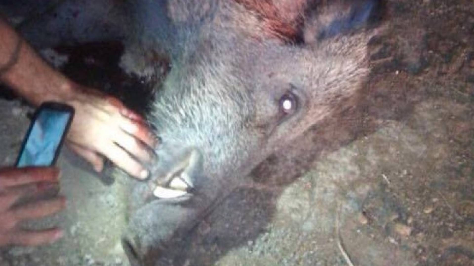 الخنازير التي هاجت المزارع