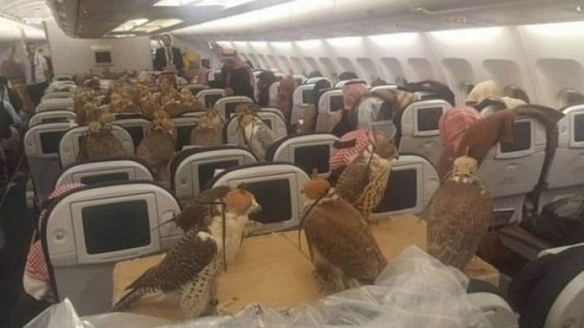  رغم عدم الالتزام بوضع أحزمة الامان لم يبلغ عن أي حالة فوضى تسببت فيها الصقور 
