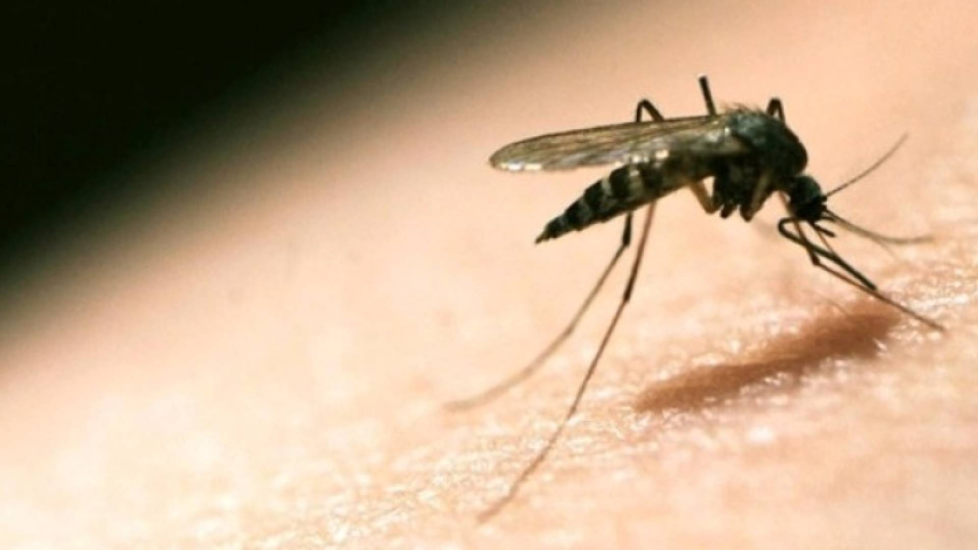 البعوضة الناقلة للملاريا