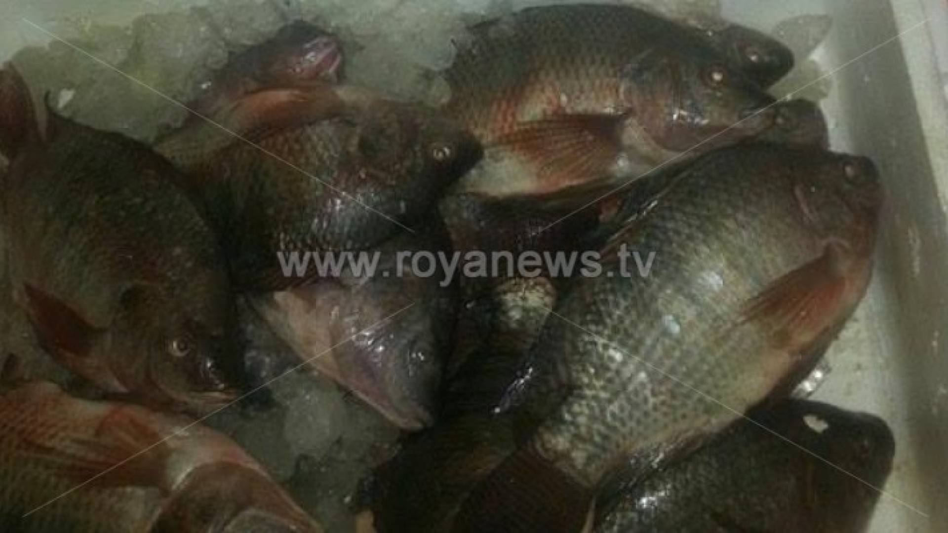 صورة من الاسماك الفاسدة