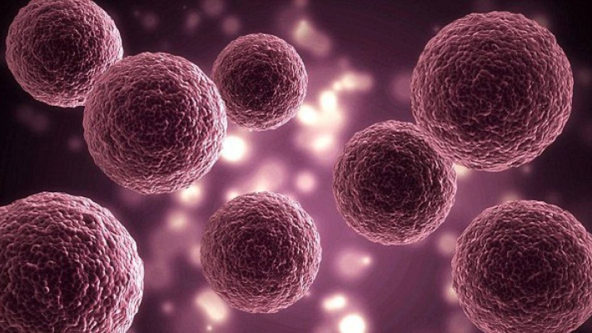 البكتيريا الصناعية