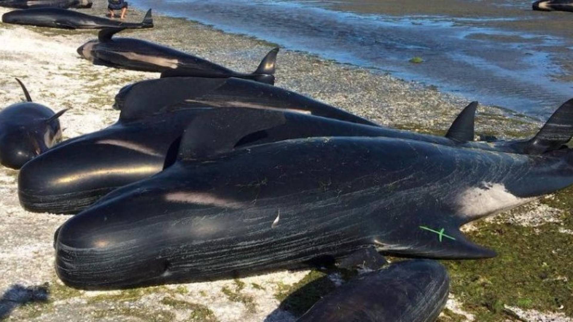 نفوق مئات الحيتان في نيوزلندا