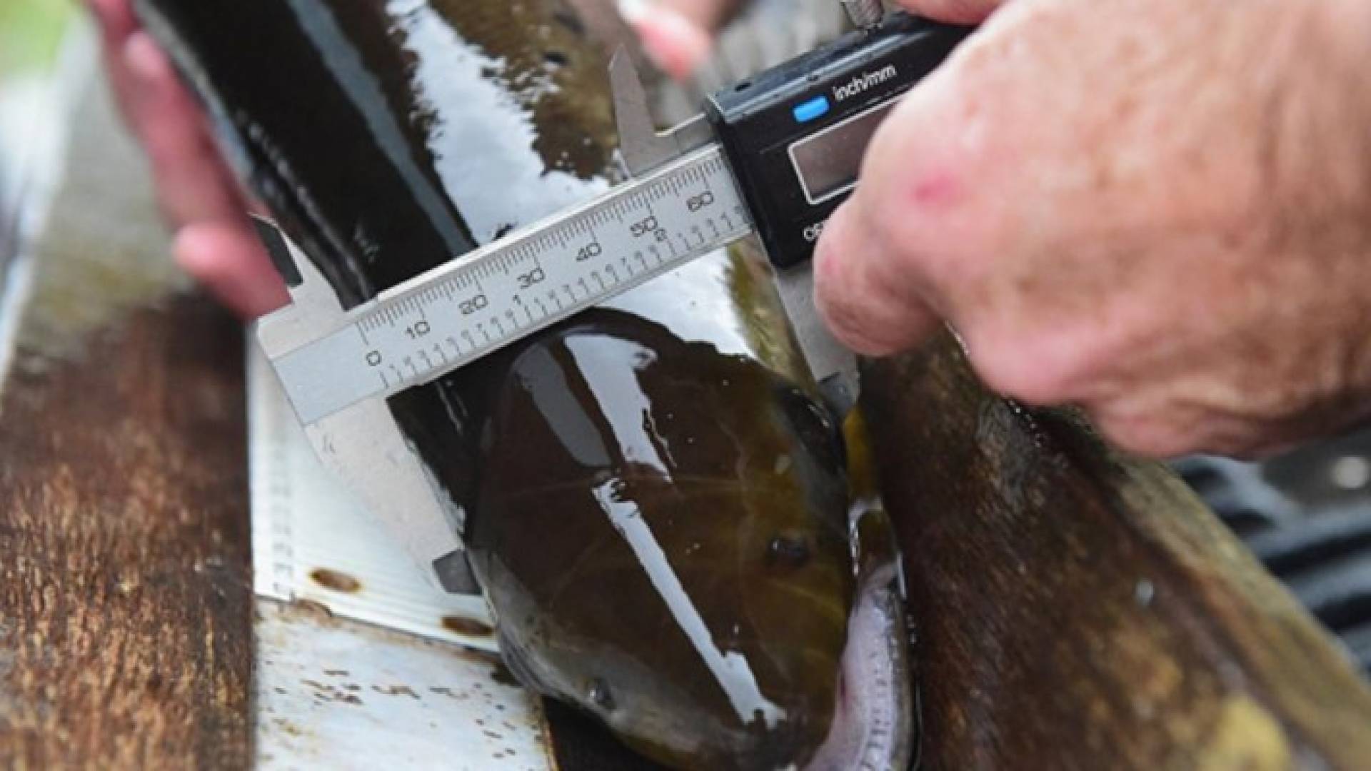  تشيلي تعد ثاني منتج للسلمون بعد النرويج