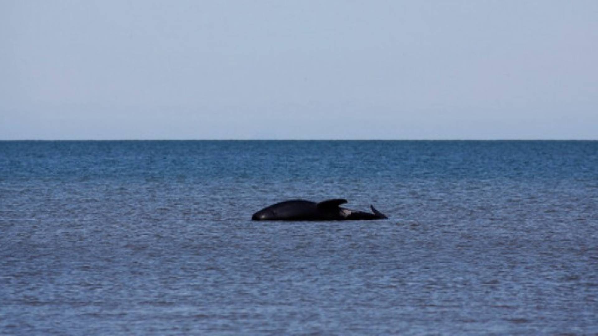 الحيتان تطفو وتسبح من جديد