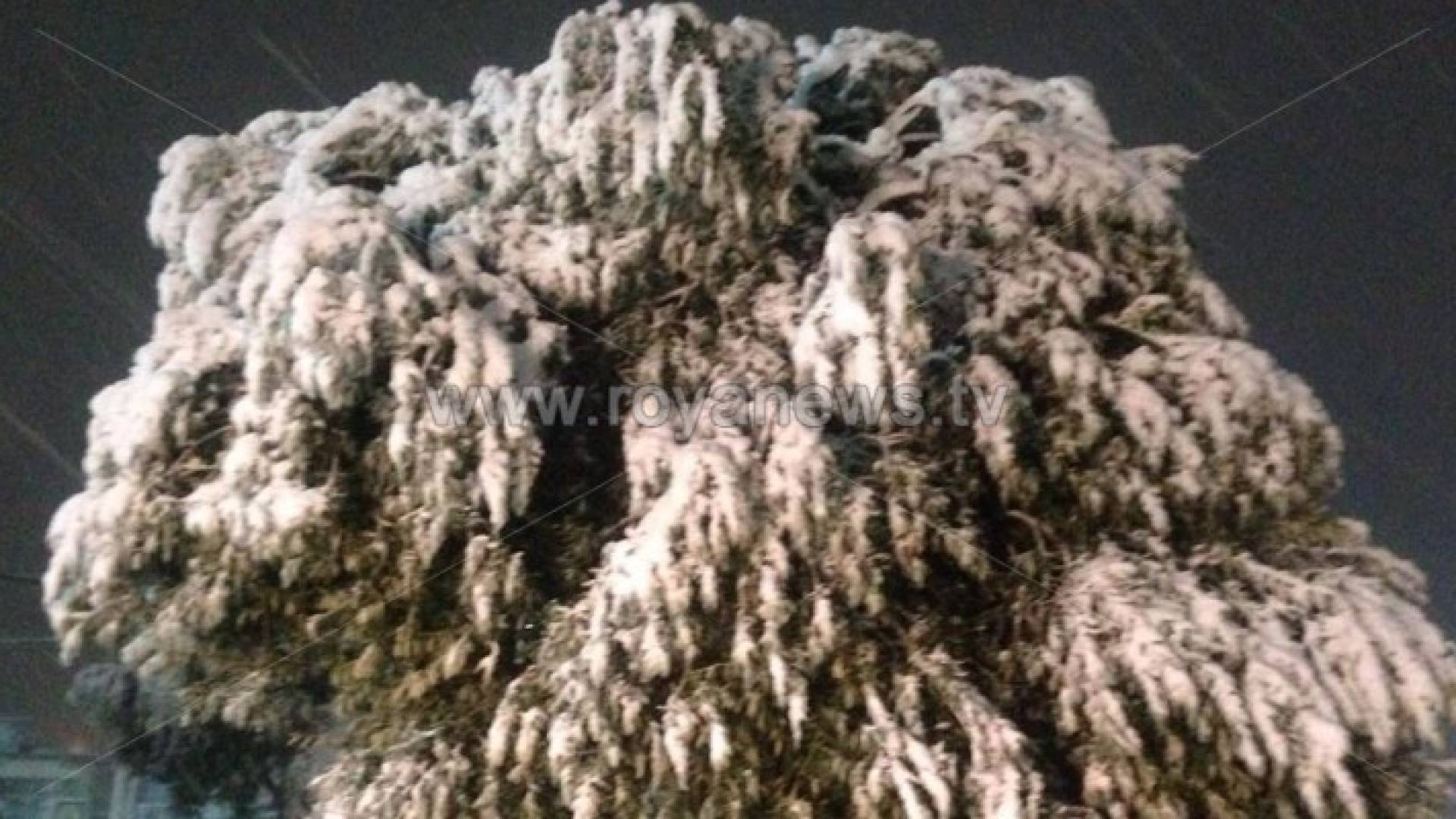 تساقط الثلوج في المزار الجنوبي