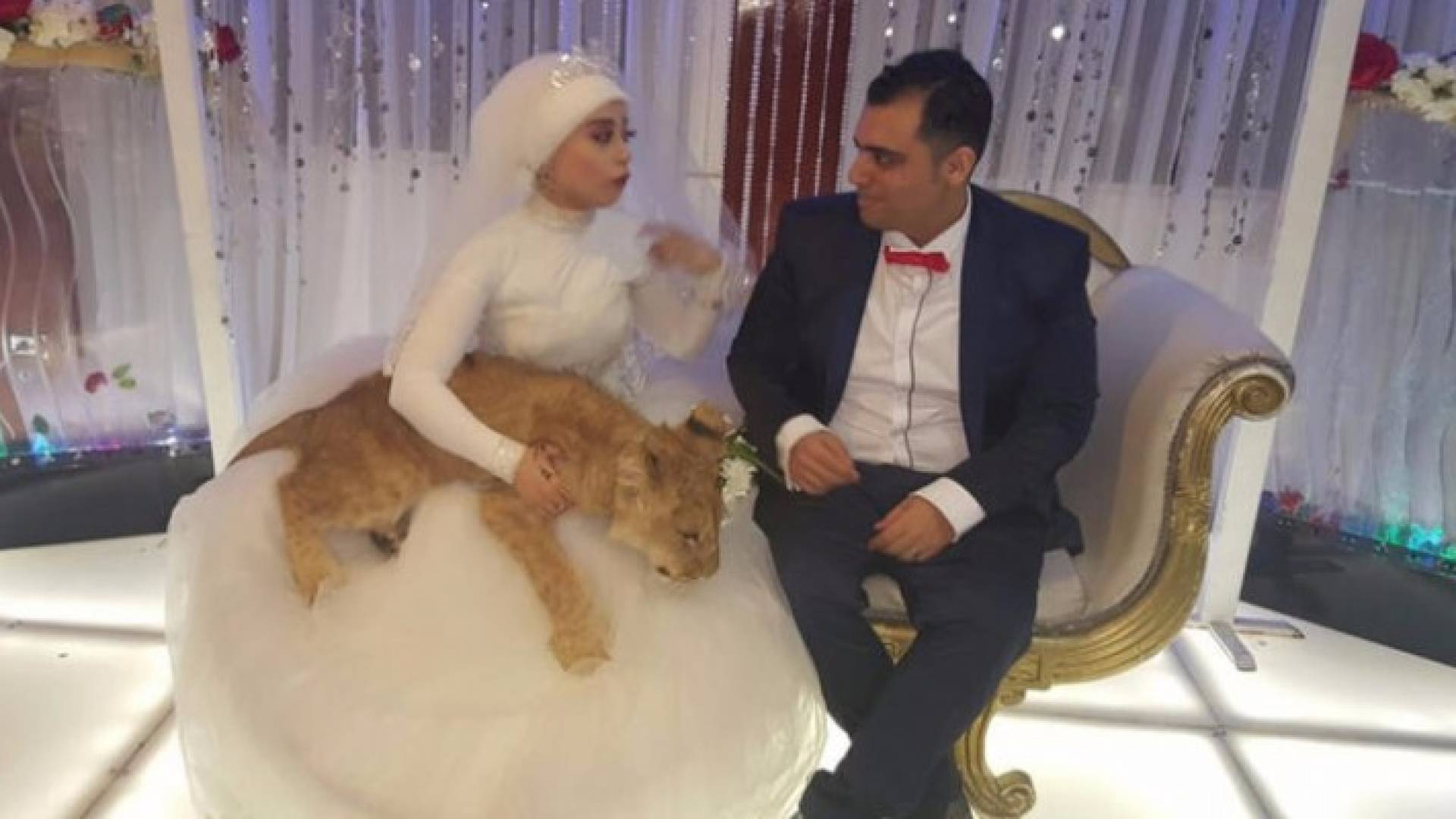  أسد برفقة عروس 