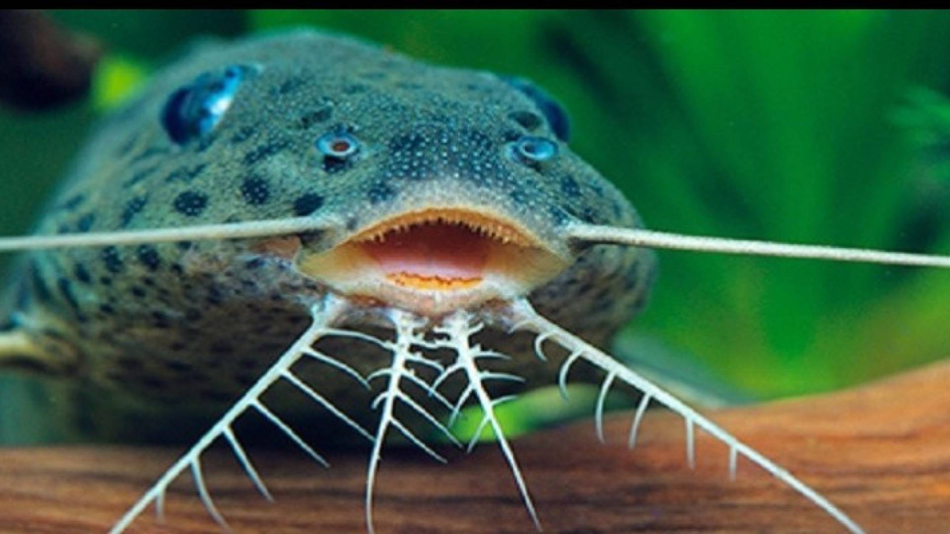 سمك القرموط