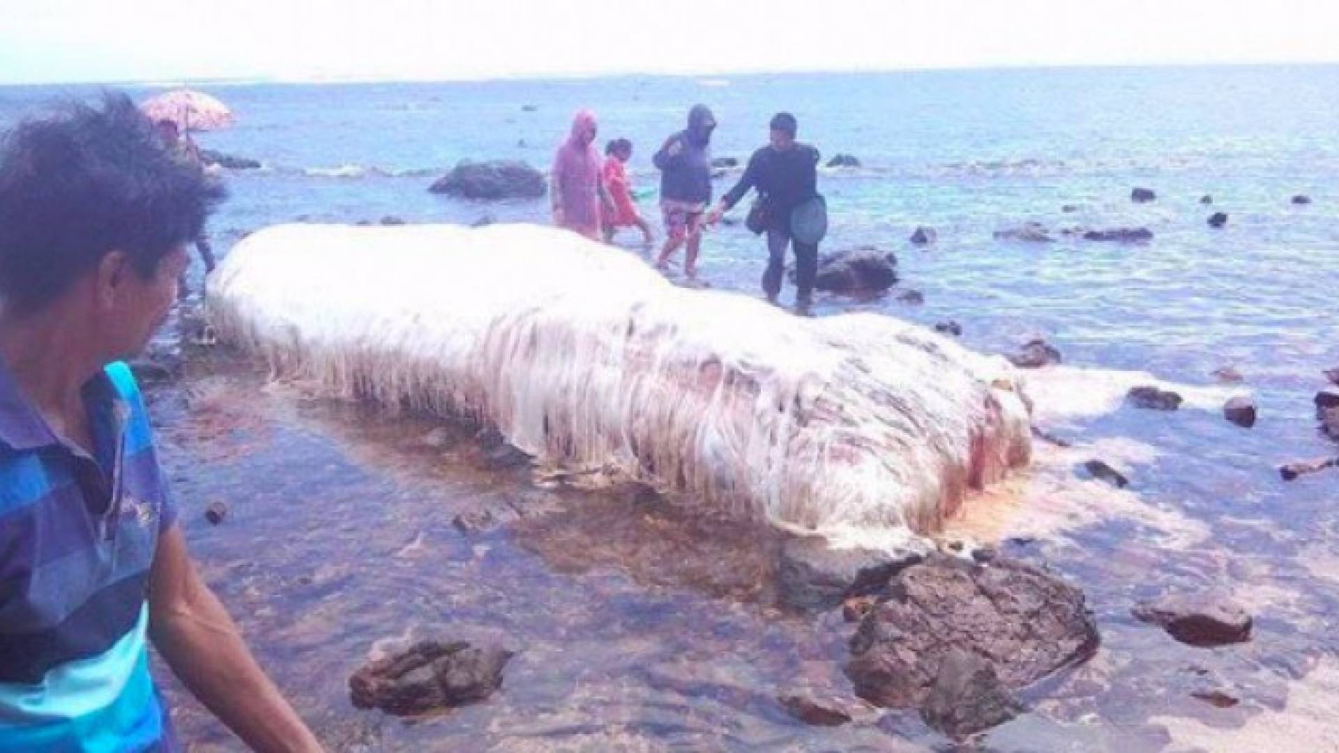 صورة المخلوق الغريب