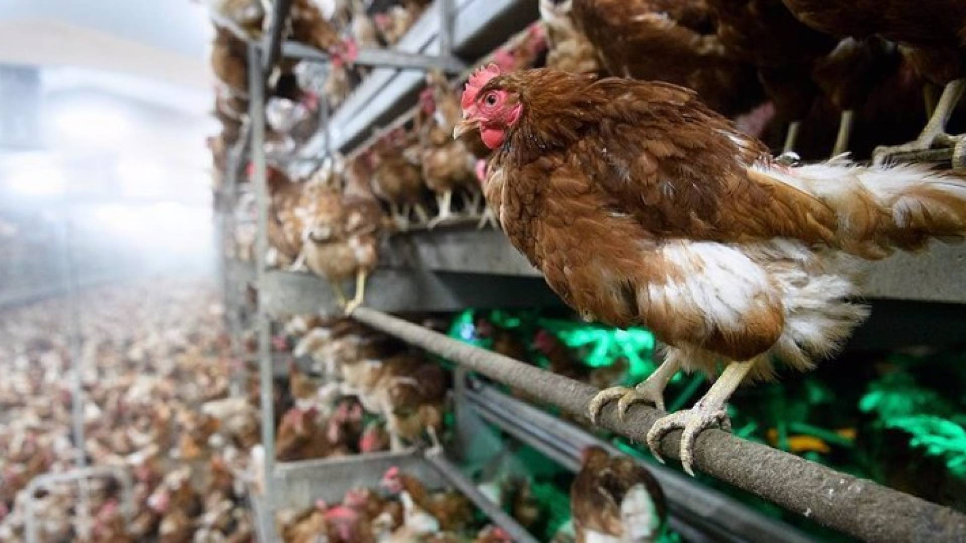 أول وفاة لحالة مصابة بمرض إنفلونزا الطيور في عام 2017