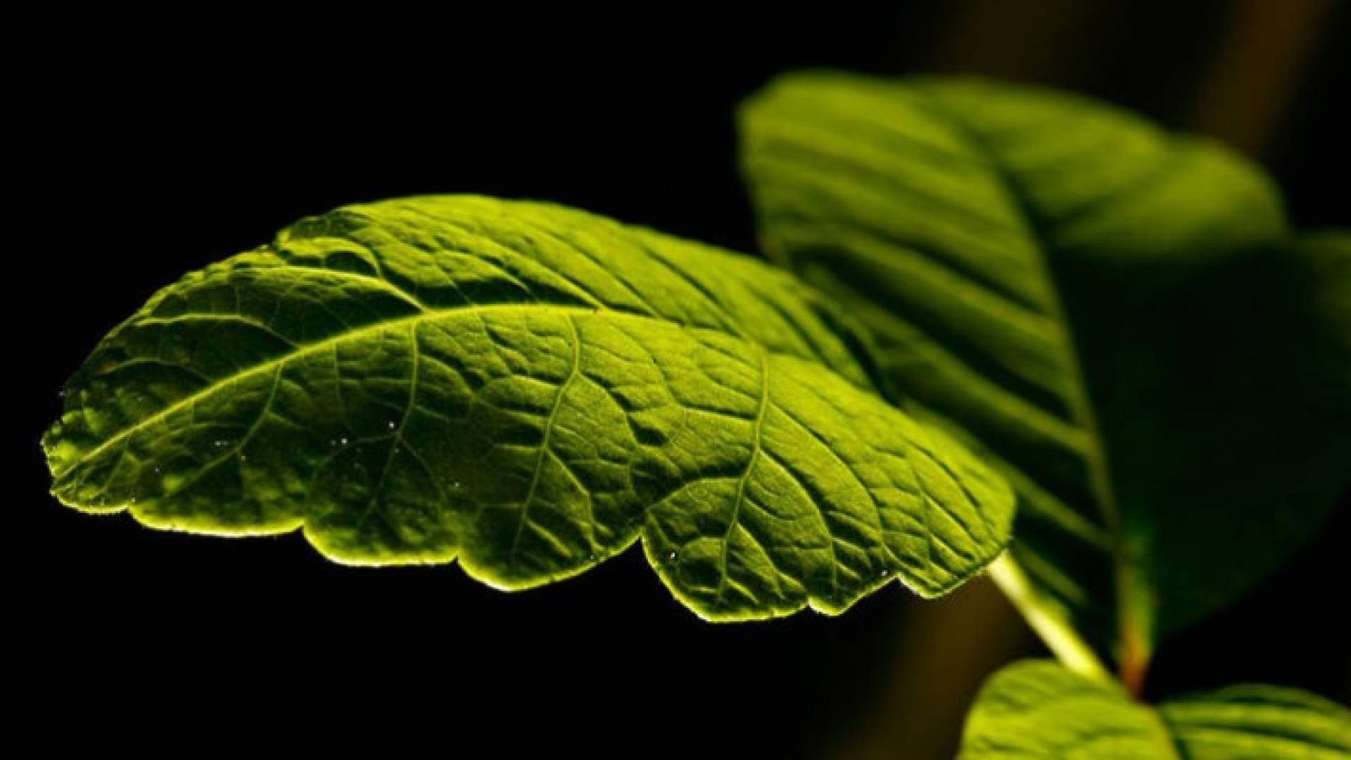 تعتبر بعض النباتات علاجا فعالا لتخفيف أعراض الإكتئاب أو القضاء عليه