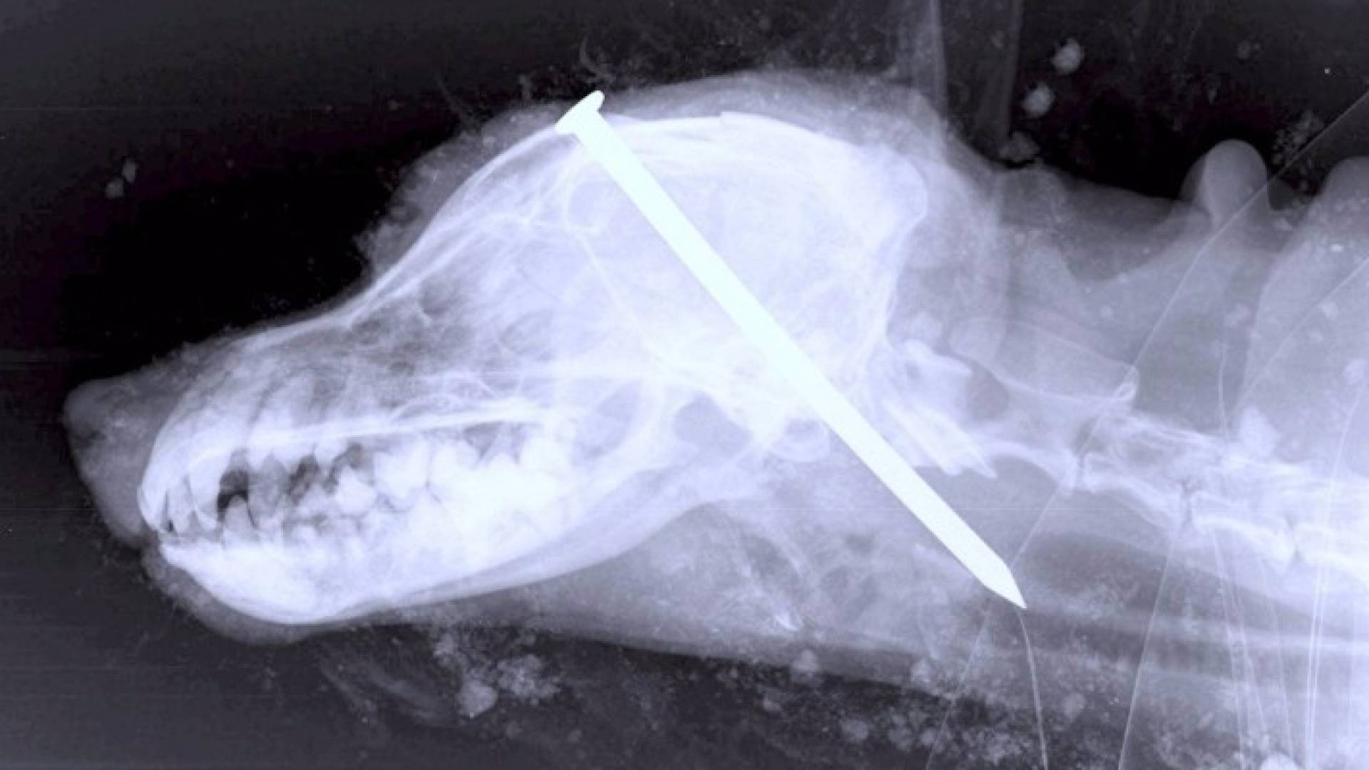 الرجلان قاما بدق مسمار في رأس كلب