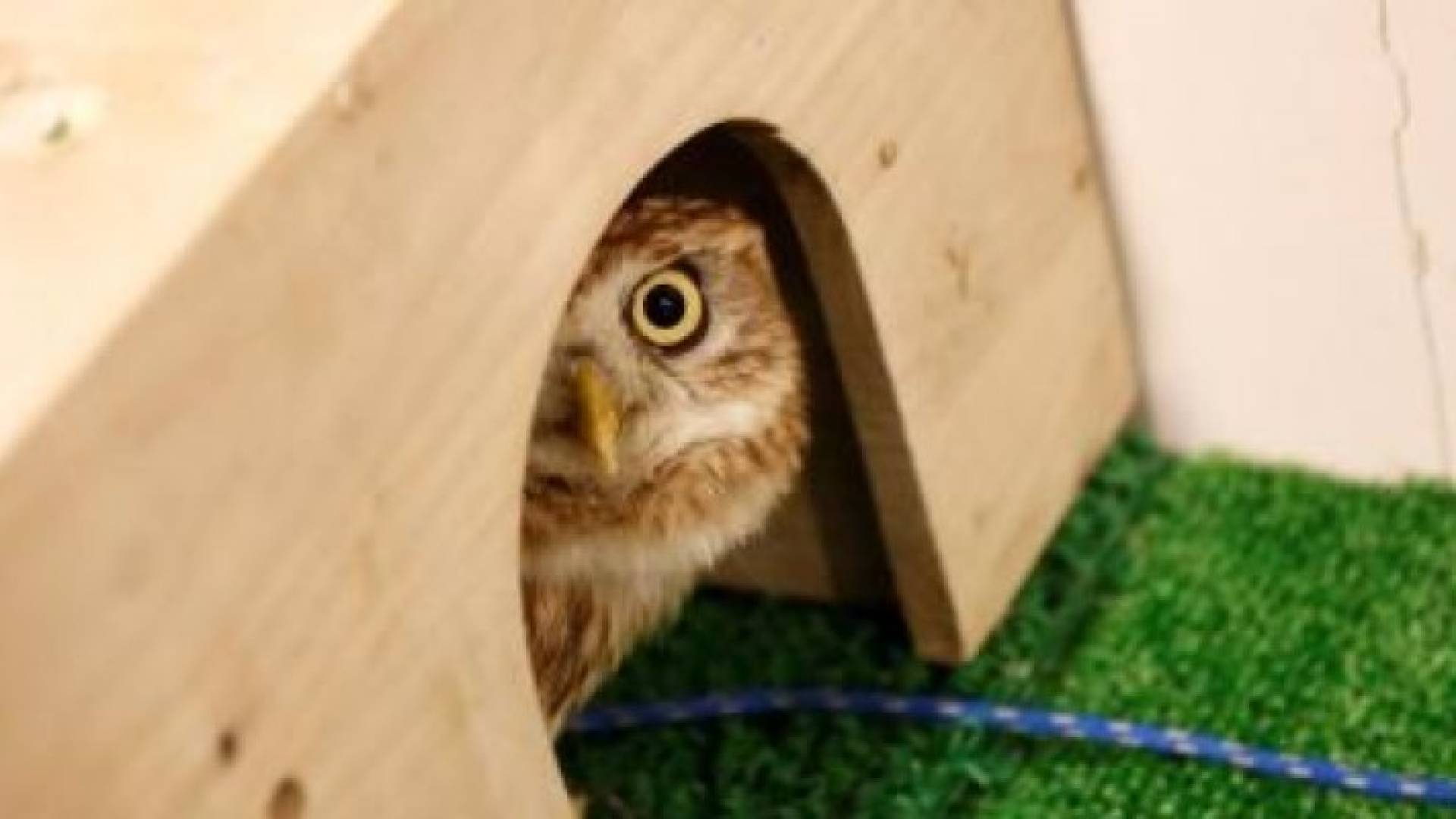 صورة التقطت لبومة في مقهى بطوكيو يوم 27 يناير كانون الثاني 2017