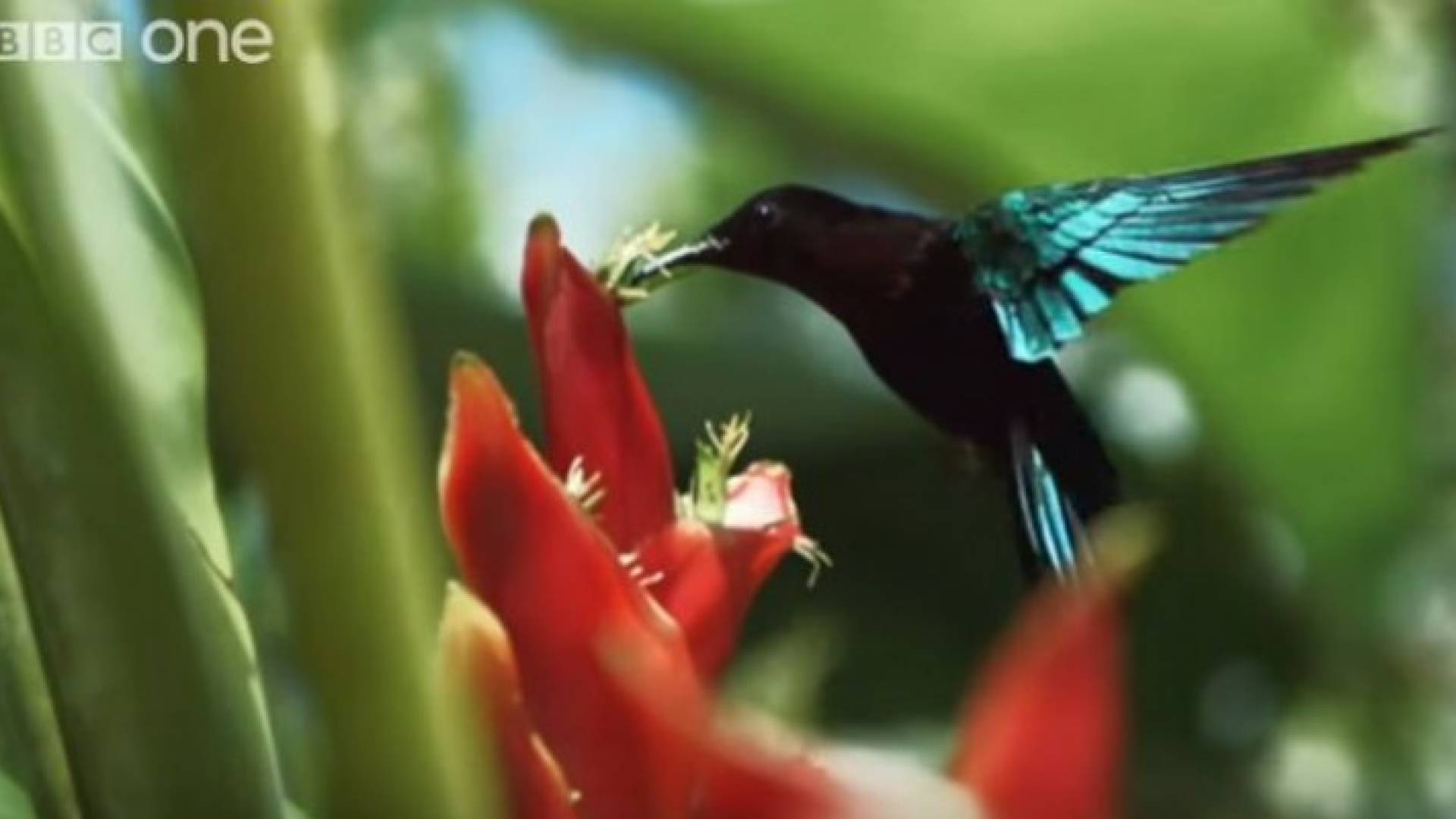 صورة من الفيديو 