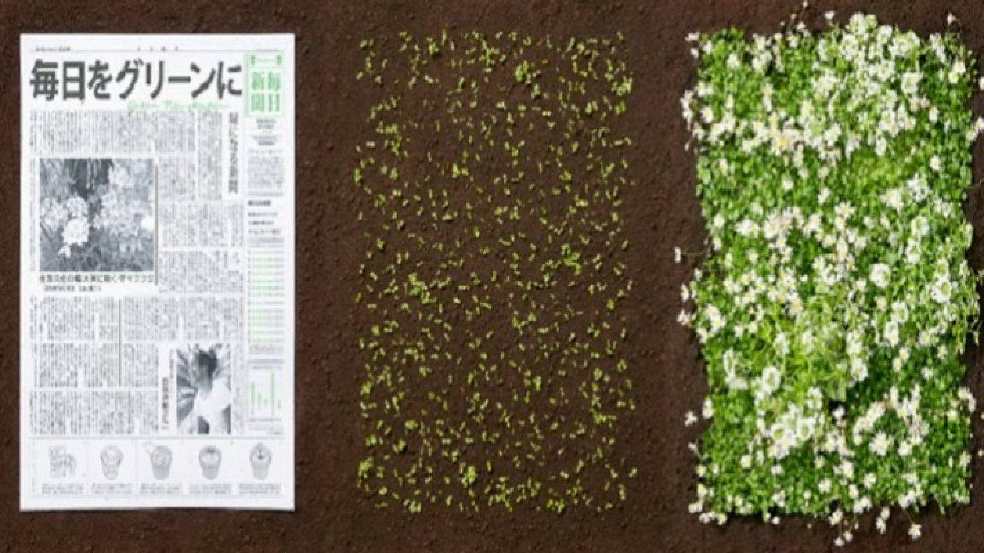 صحيفة "خضراء" يمكن زرعها وتحويلها إلى أزهار