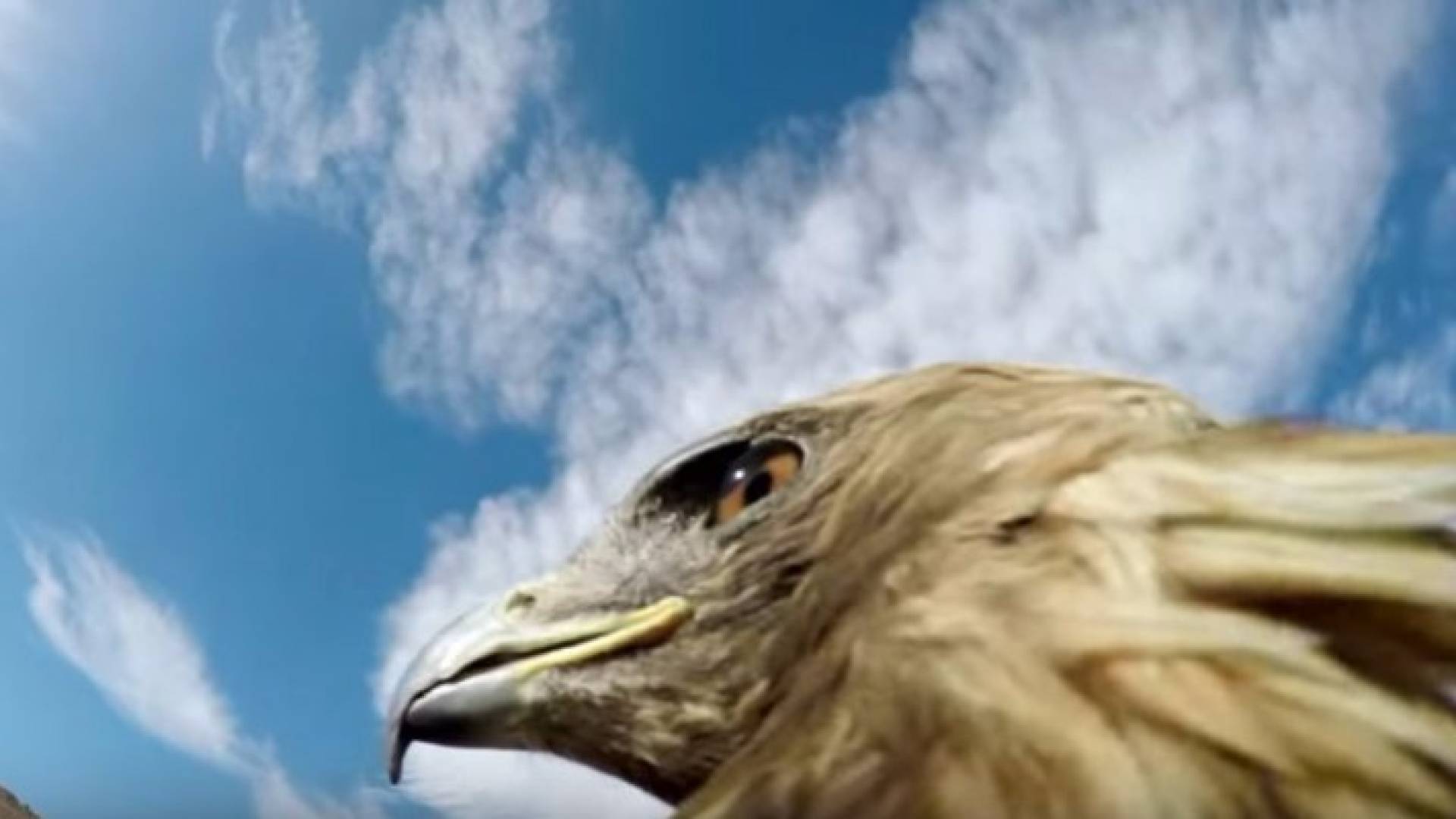 صورة من الفيديو 