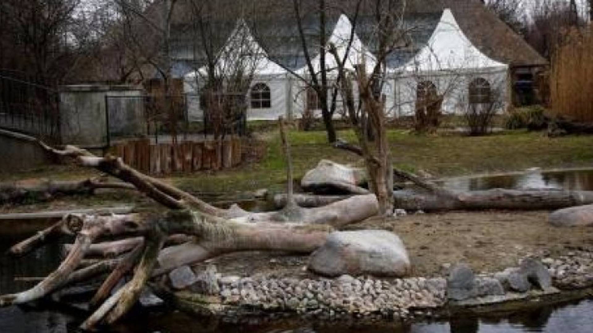 حظيرة البجع وهي فارغة بعد اعدام 20 بجعة لإصابتها بإنفلونزا الطيور 