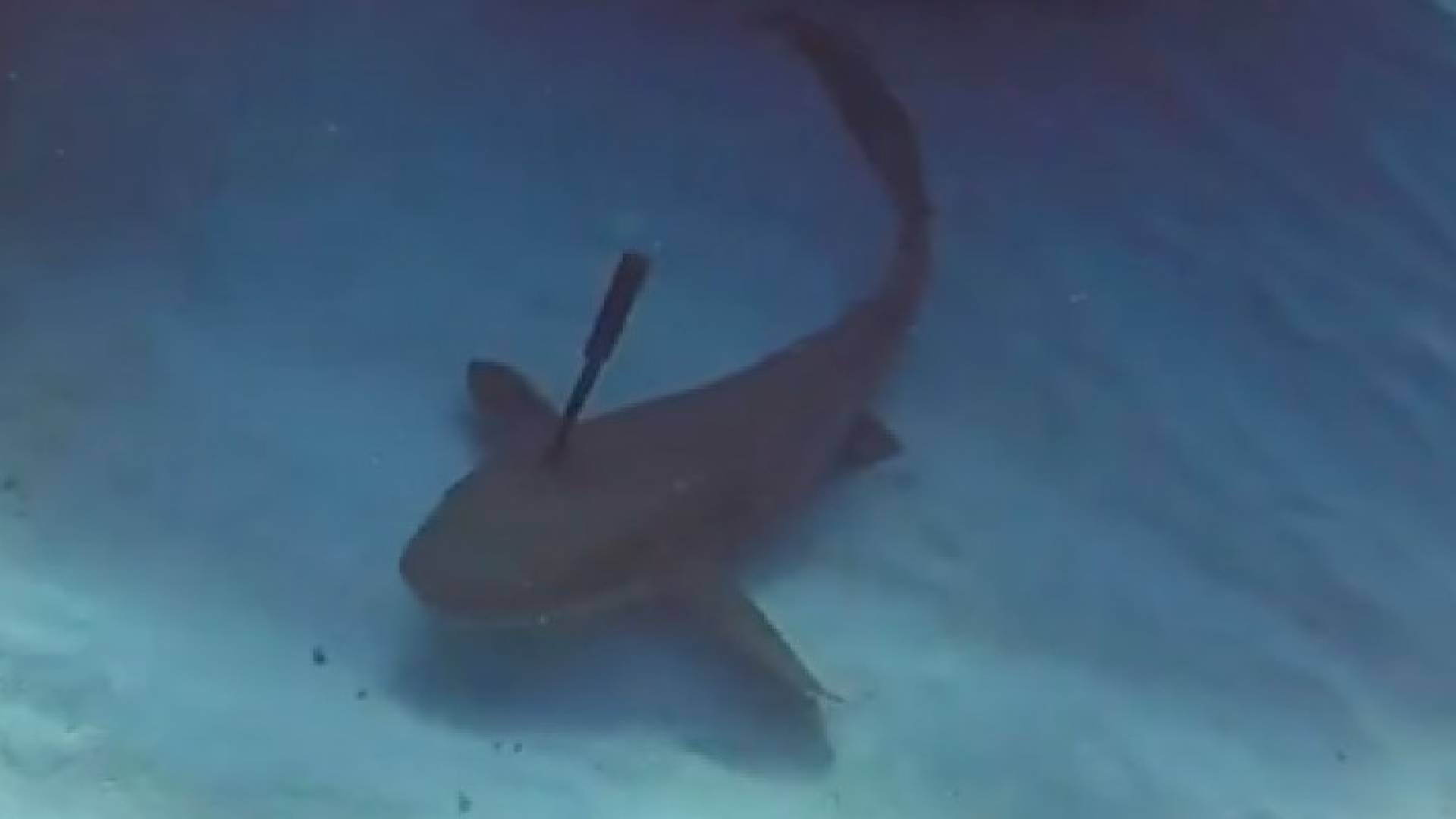 غواصا ينقذ قرشا من سكين غرست برأسه