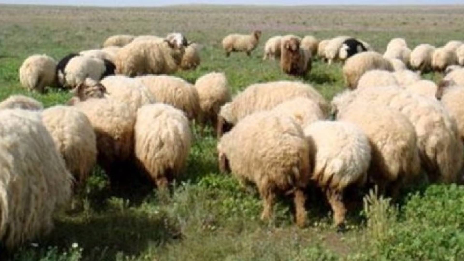 الصورة تعبيرية 