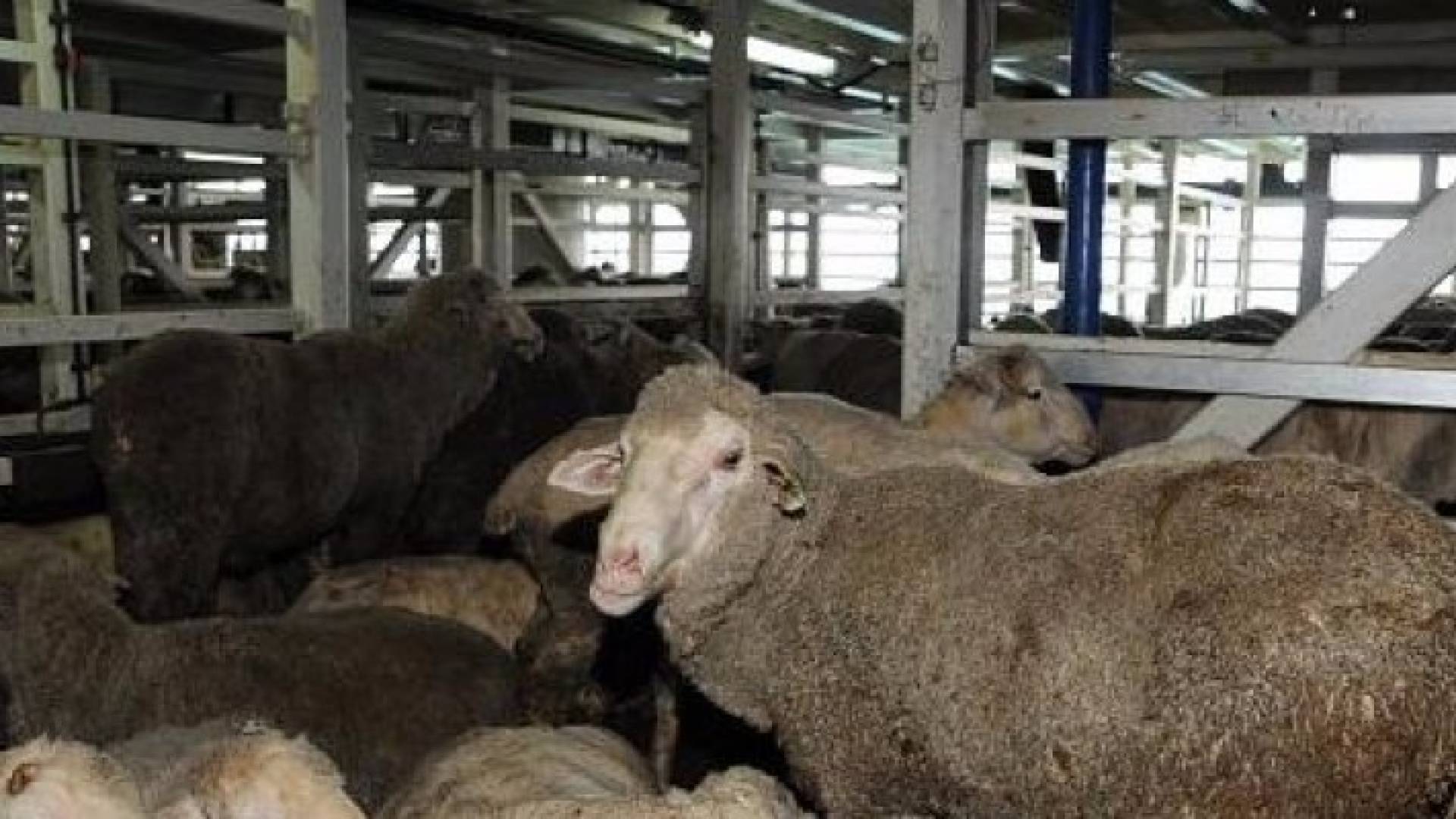 الصورة أرشيفية 