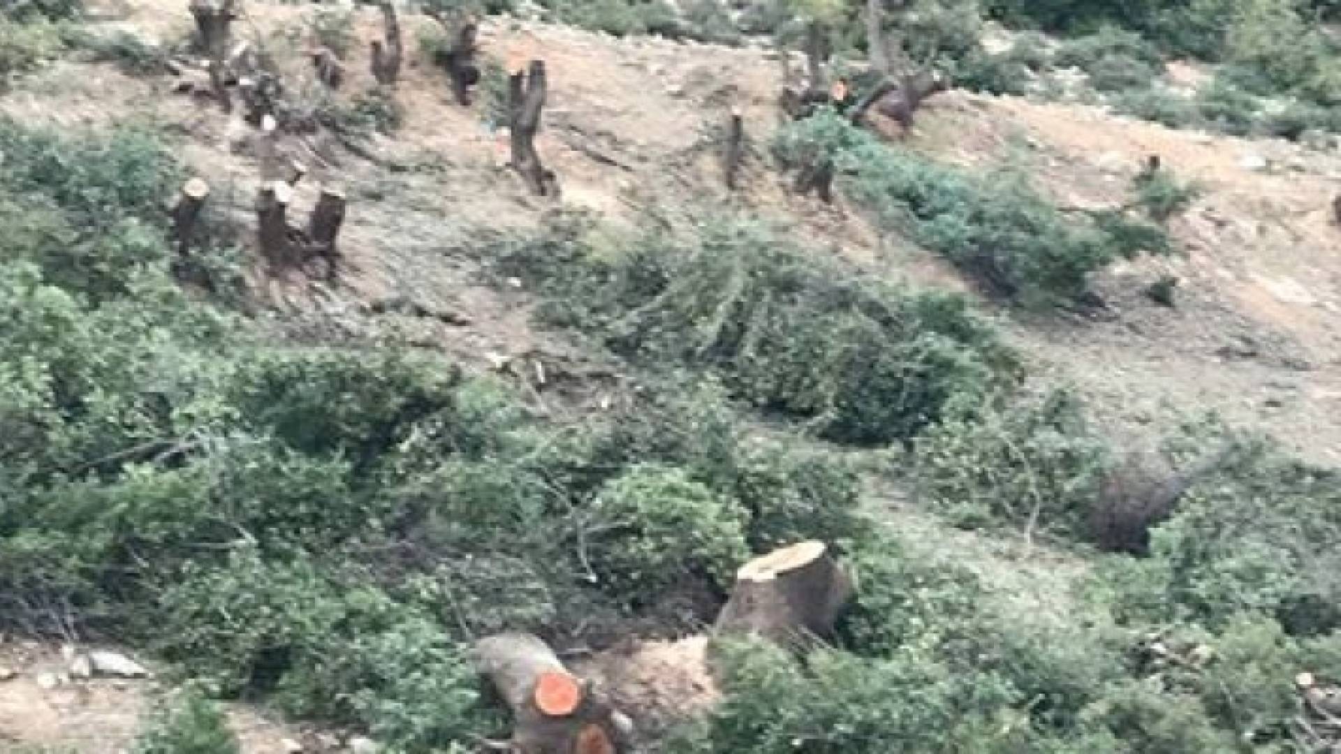 قطع لأشجار البلوط في منطقة بدر الجديدة بعمان