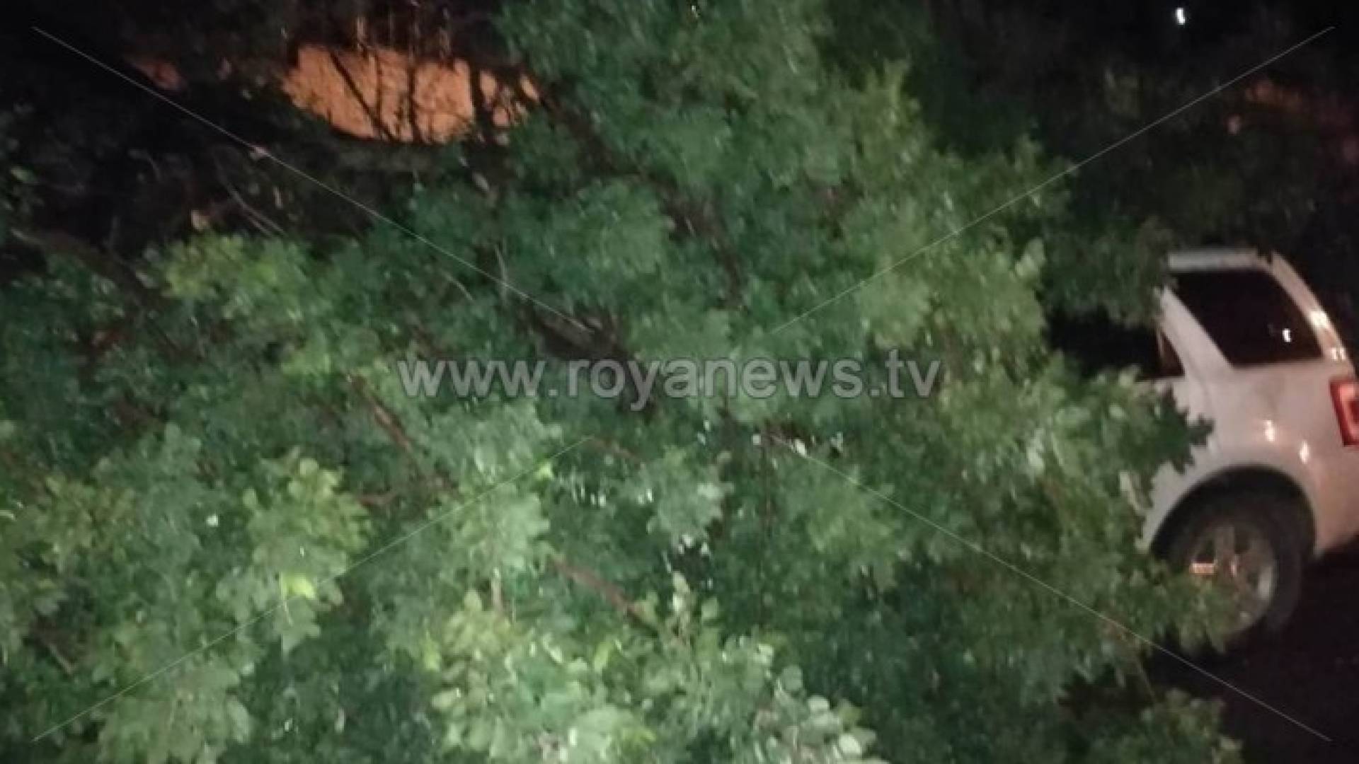 سقوط شجرة معمرة في اربد