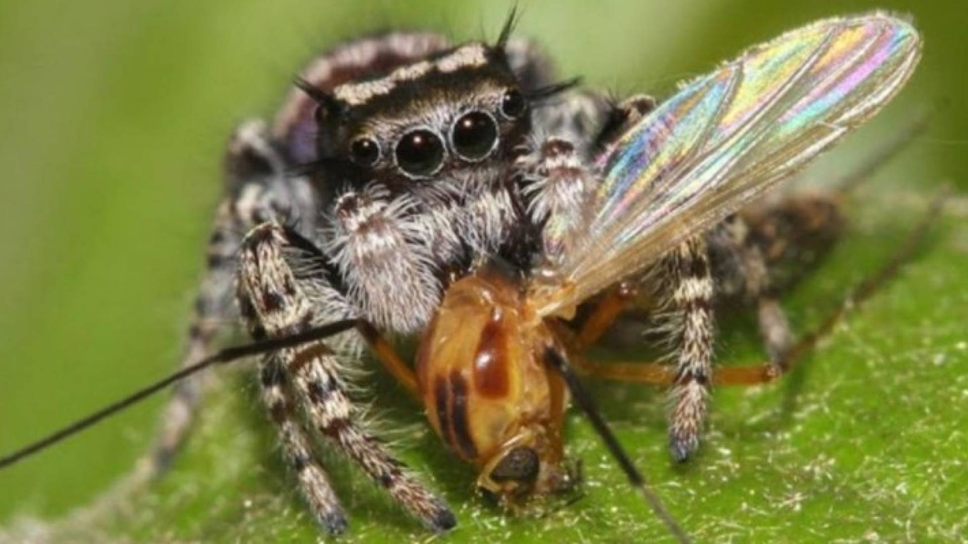 العناكب تأكل لحوما أكثر من البشر