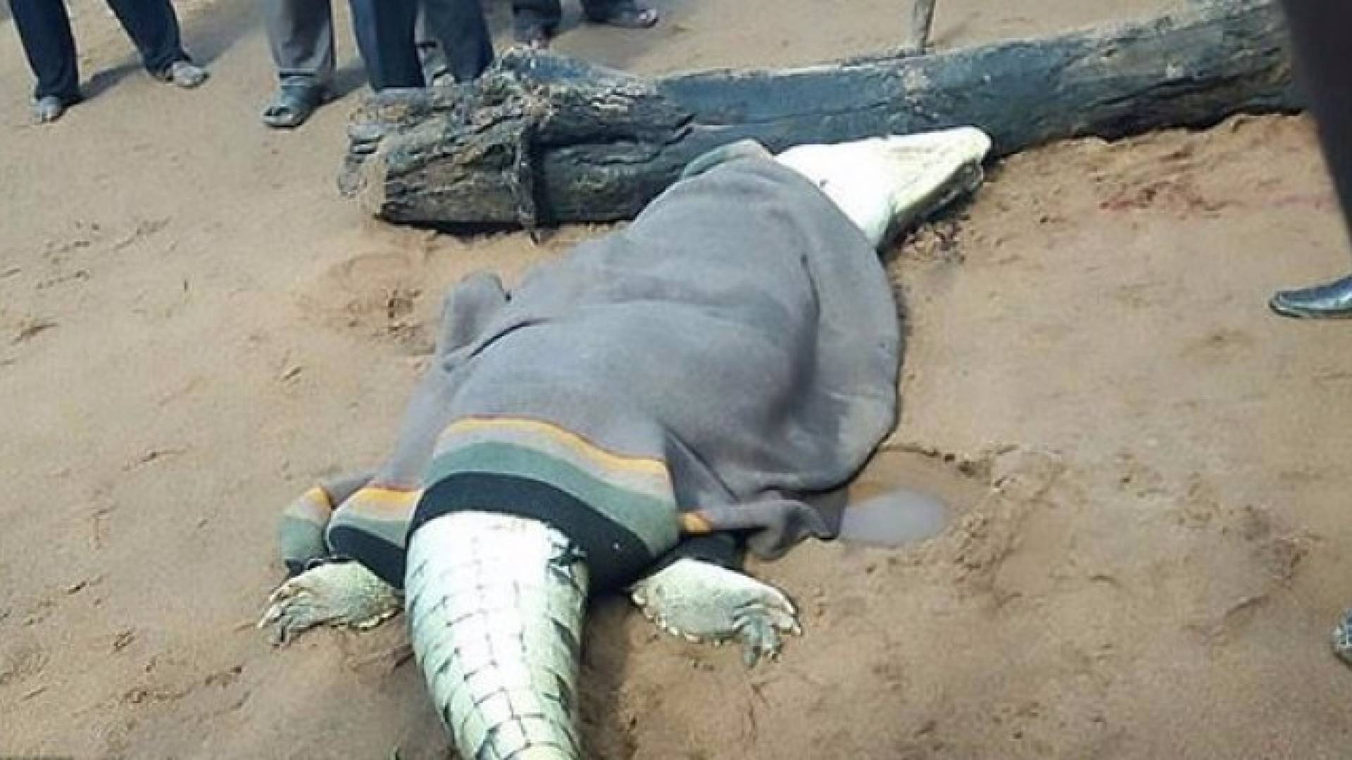 الأهالي أطلقوا النار على التمساح ووجدوا صبيهم بداخله