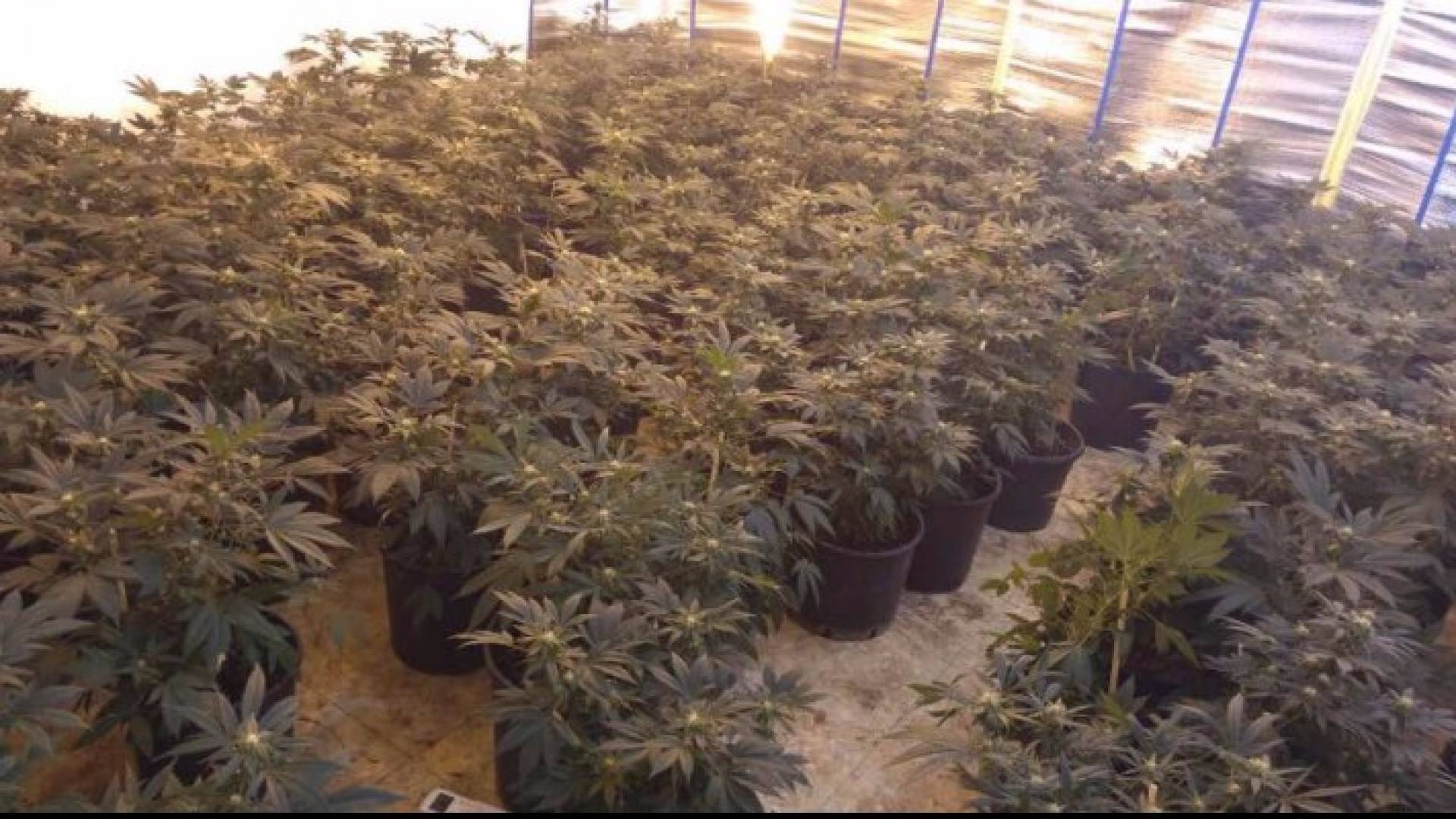 جانب من المضبوطات 