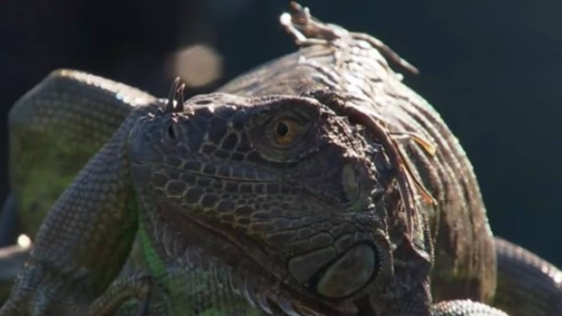 صورة من الفيديو 