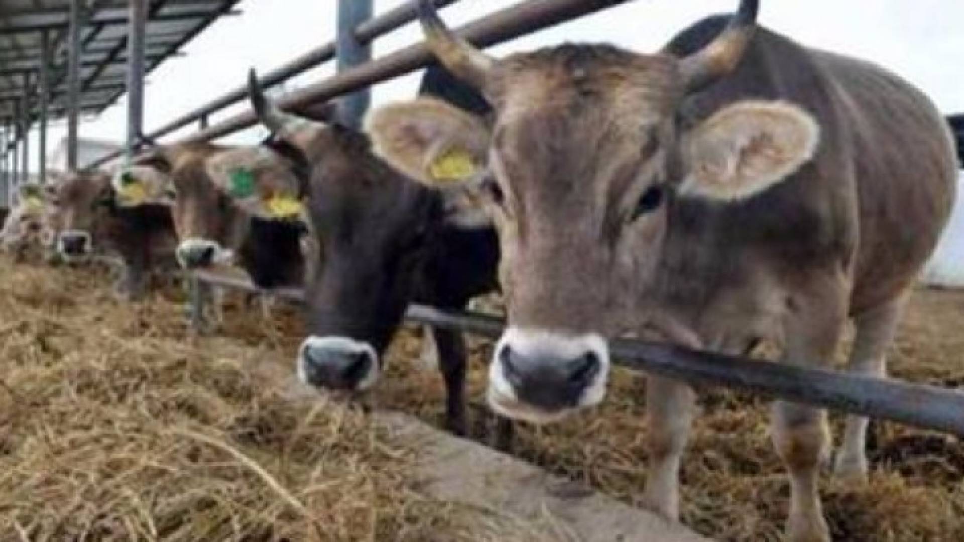 عجول برازيلية - تعبيرية