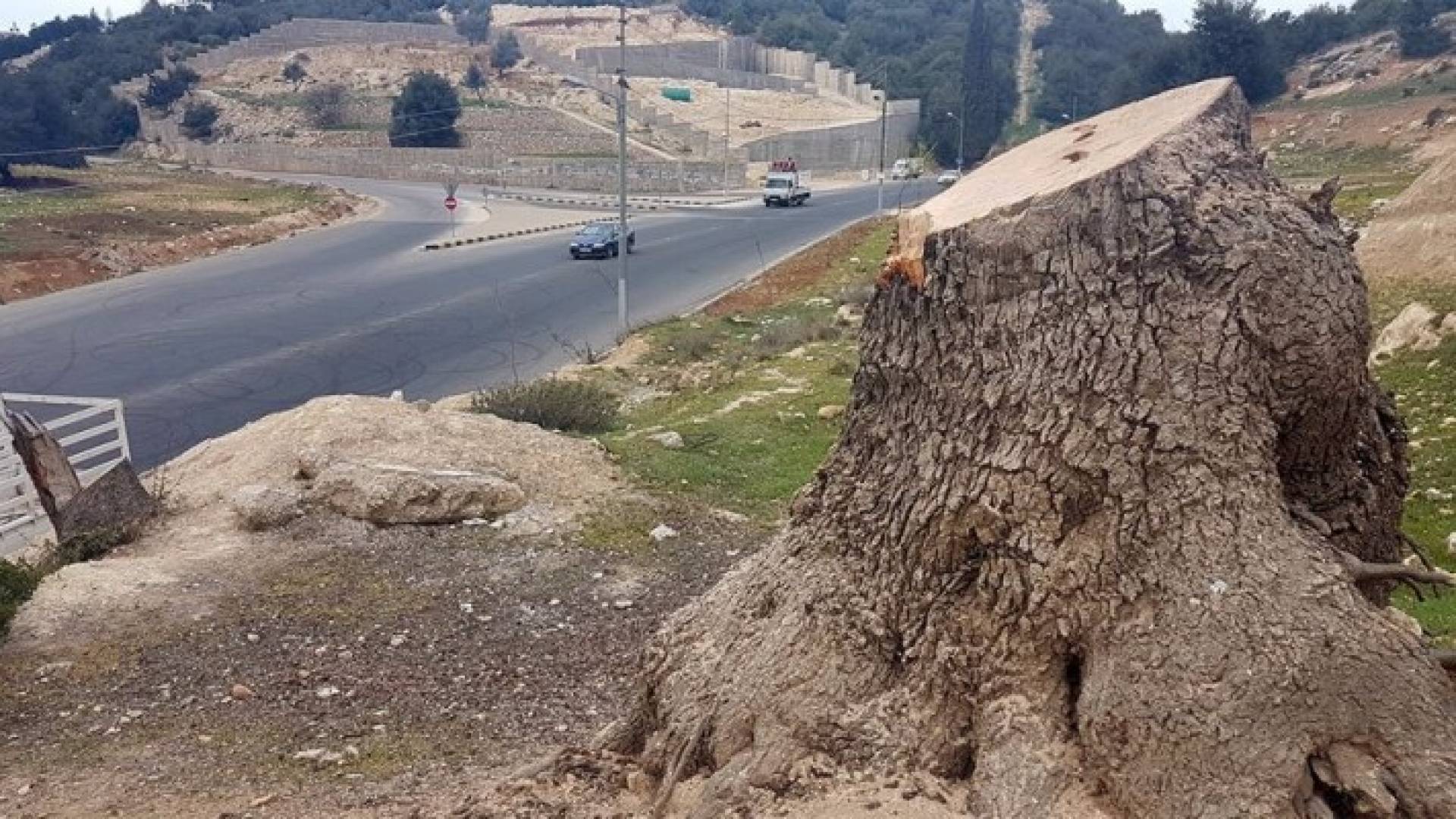 احدى الاشجار التي قطعت