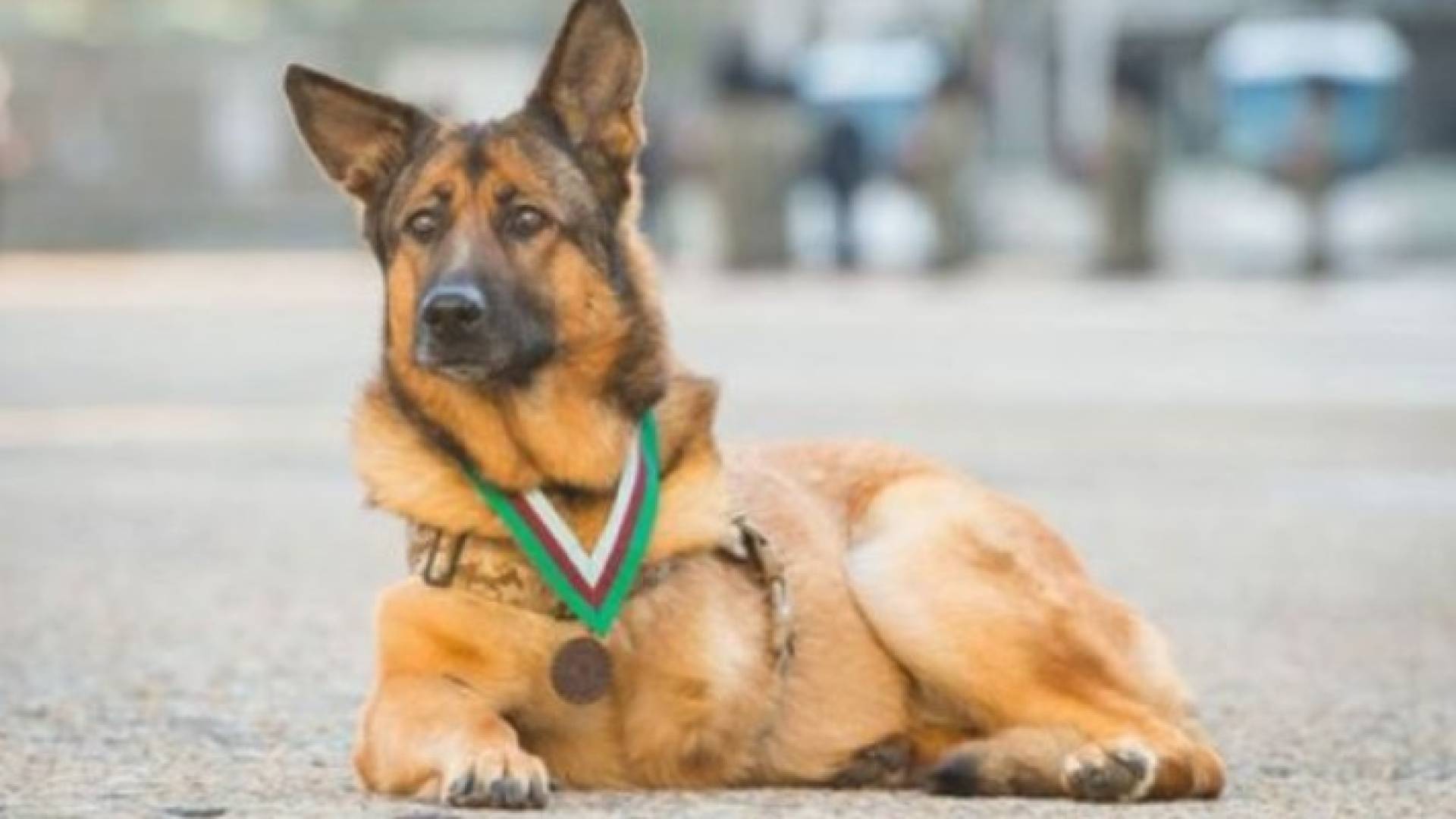 كلبة تجد رعاية من رجل يتقاسم معها المعاناة نفسها