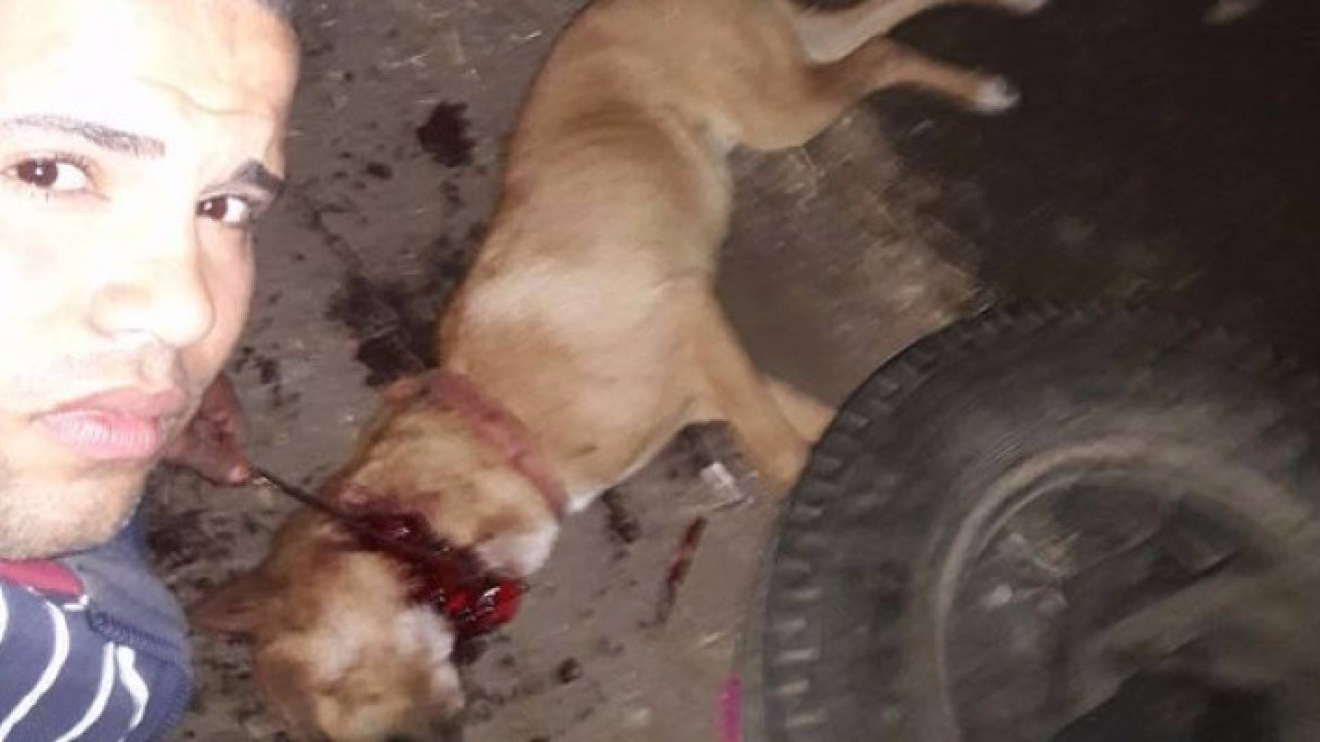 الشاب الذي ذبح الكلب في مصر 