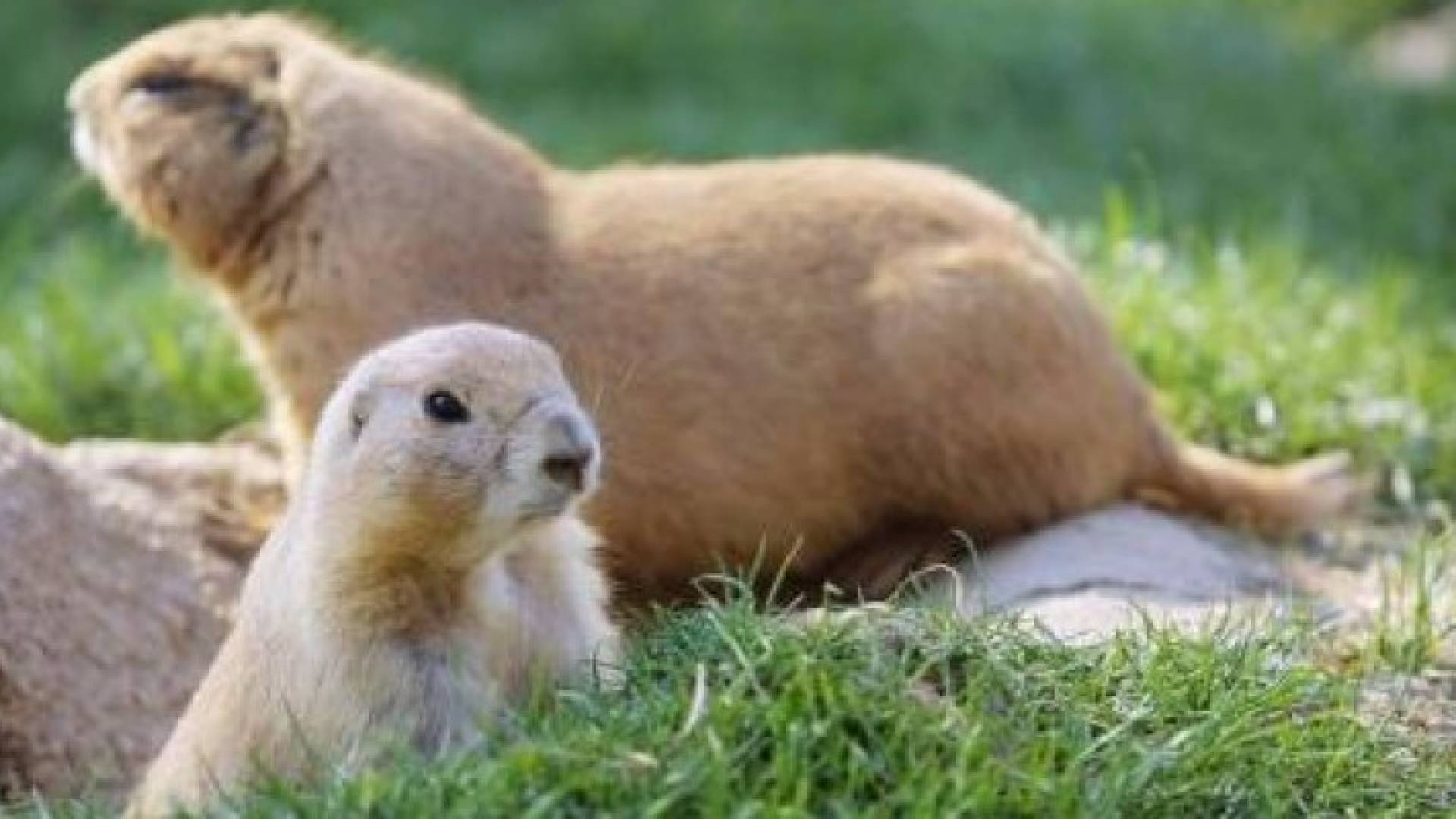 اثنان من حيوان كلب البراري بولاية أمريكية