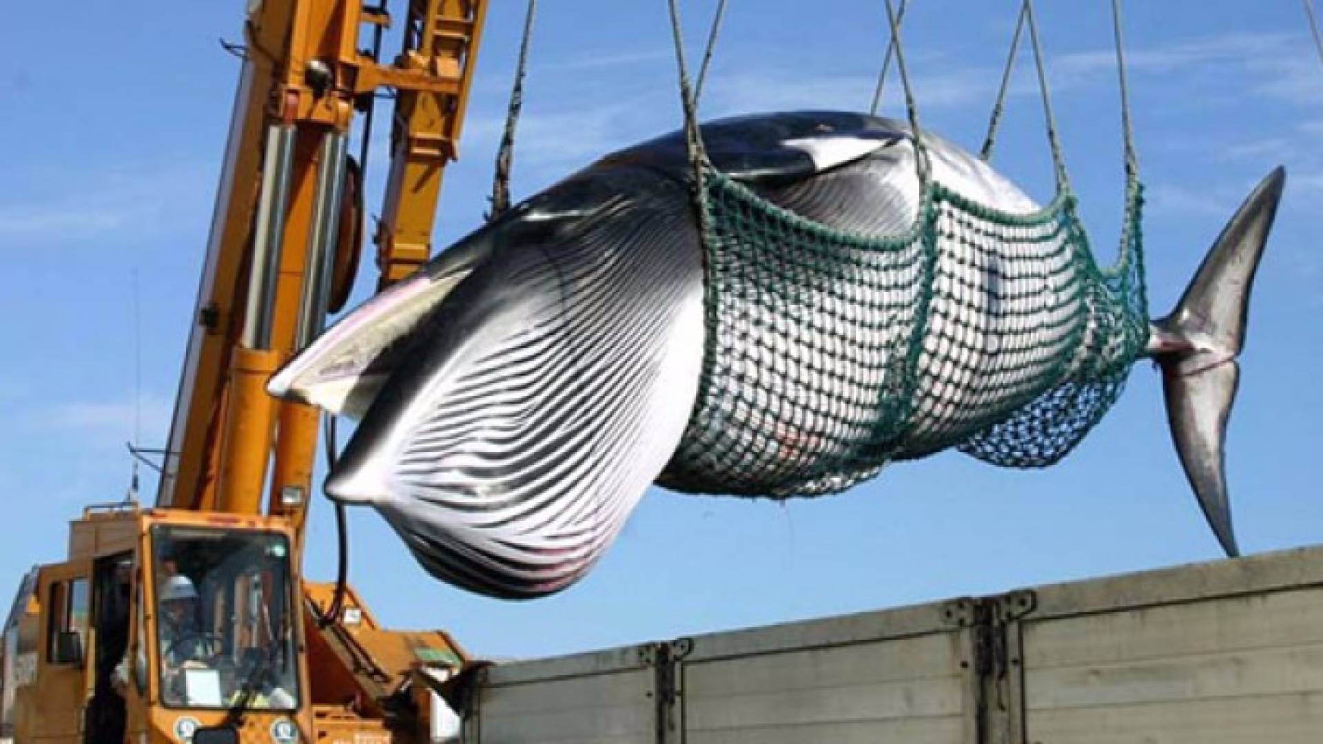 حيتان المنك