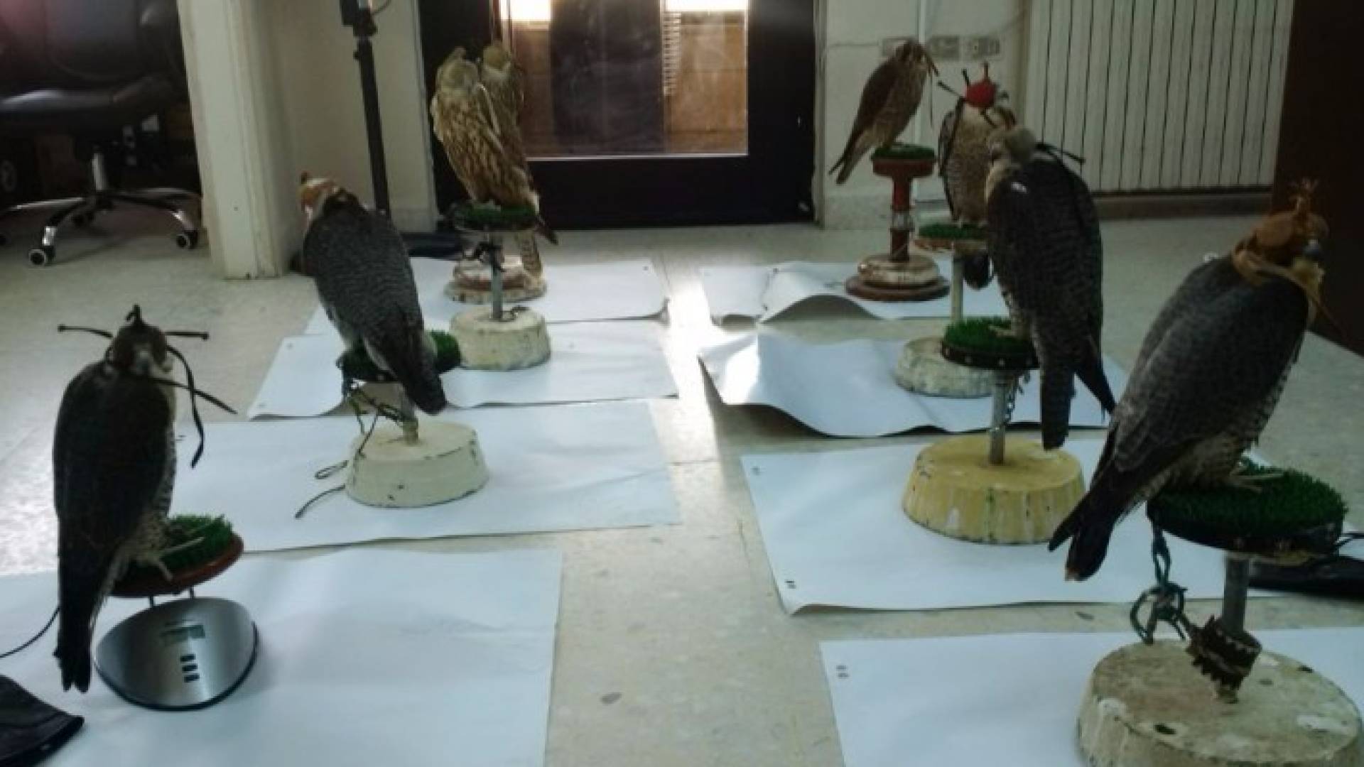 حماية الطبيعة تتحفظ على 17 من الصقور الحرة والشواهين 