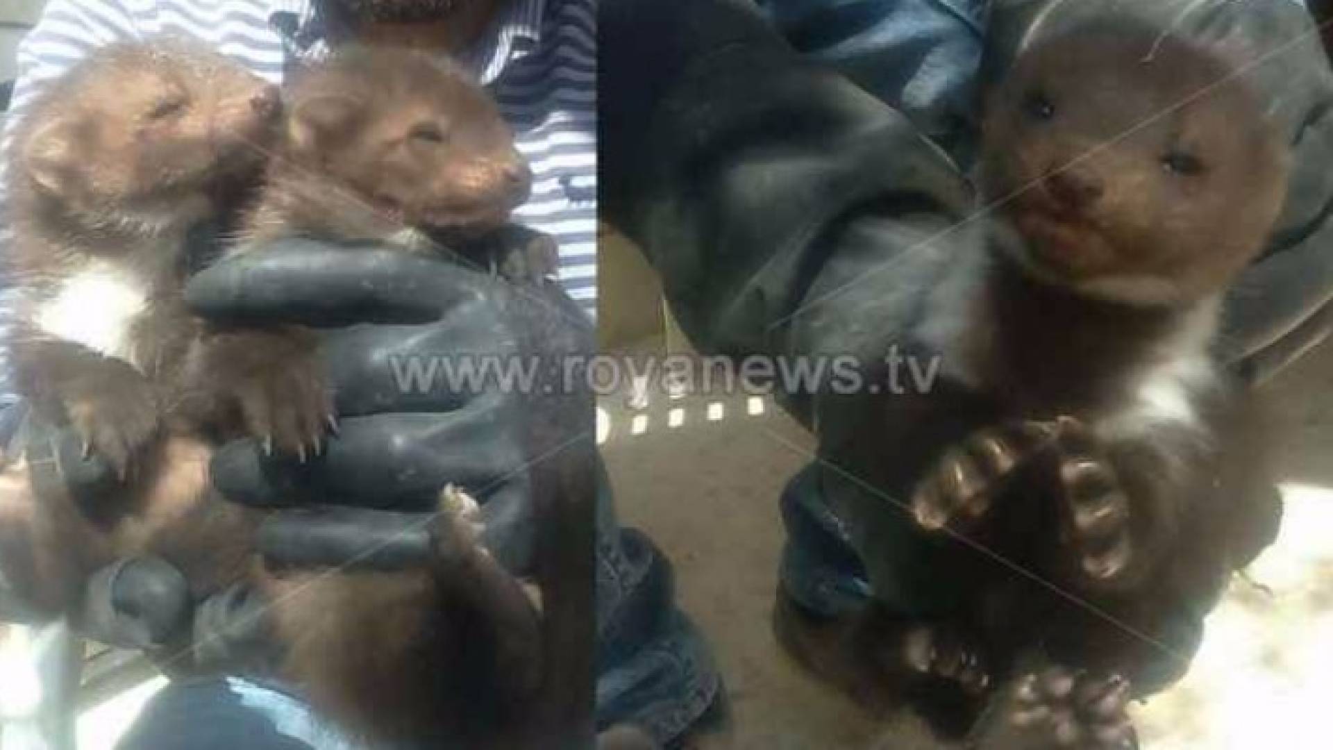 الحيوان الذي ظهر في اربد