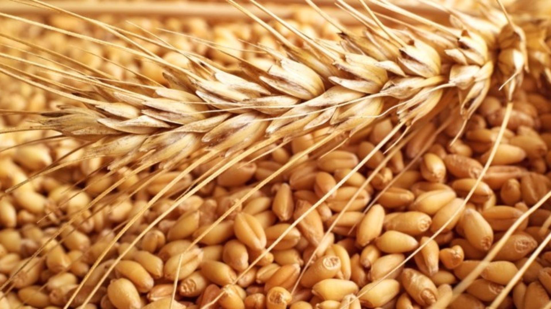 قمح - تعبيرية 