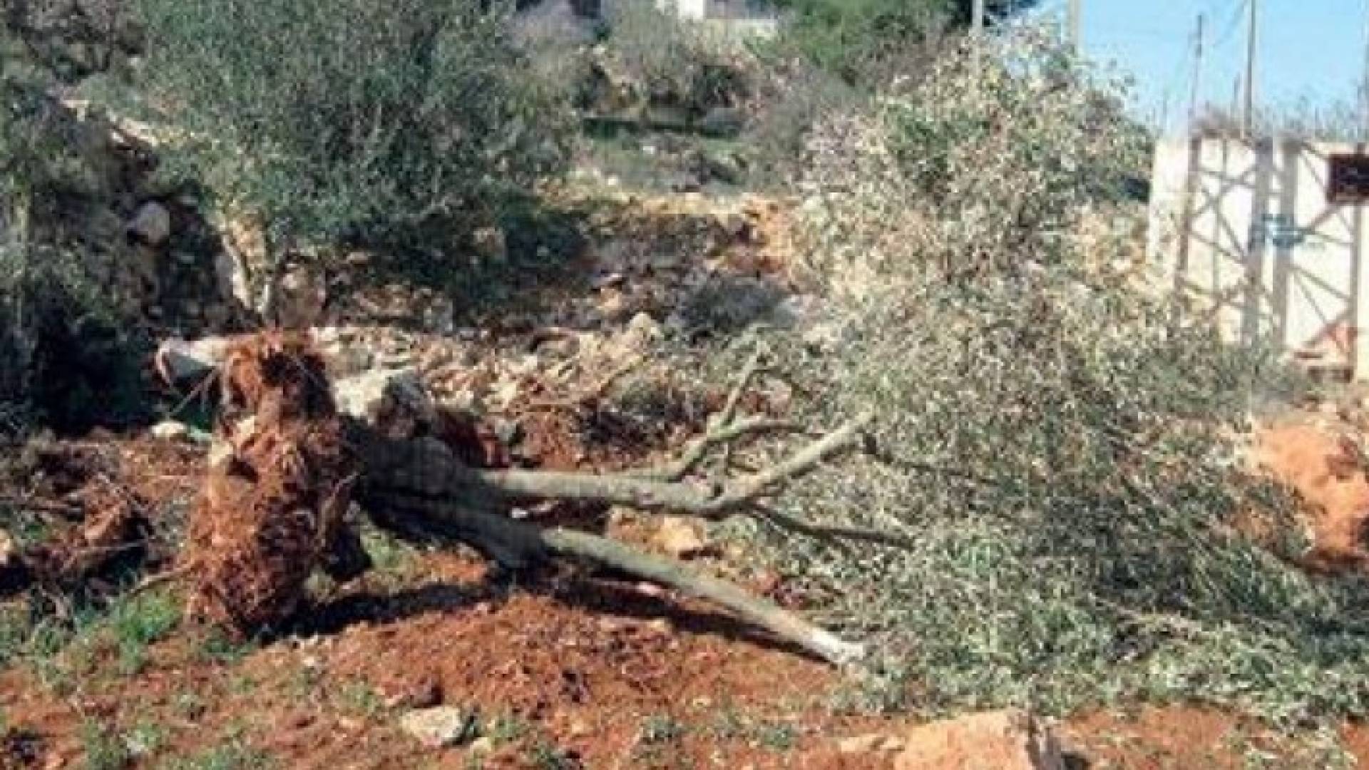 ارشيفية