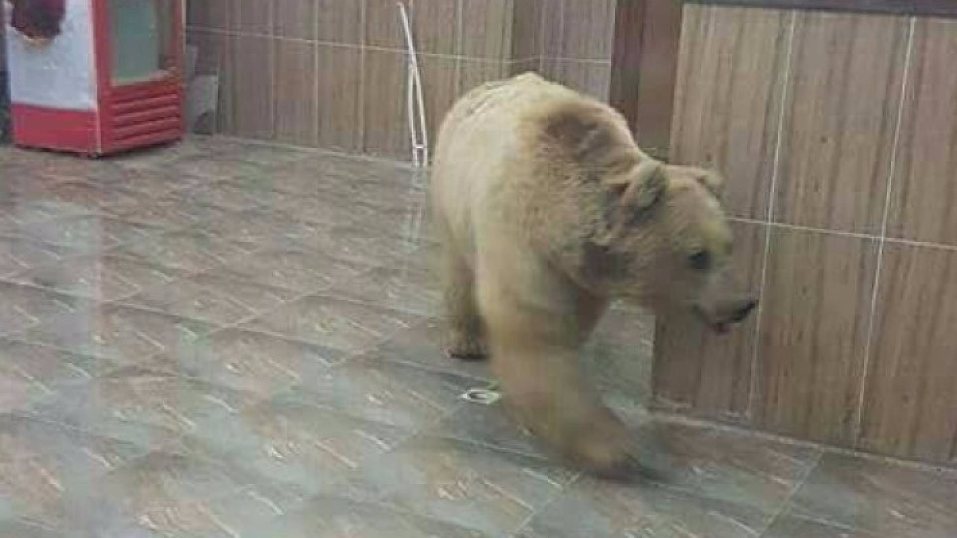 دب يتجول في اربيل