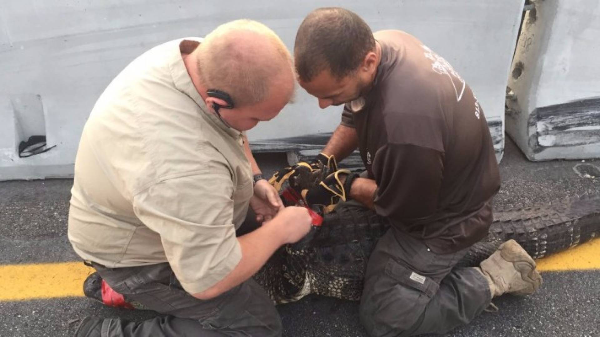 التمساح الذي اغلق الطريق