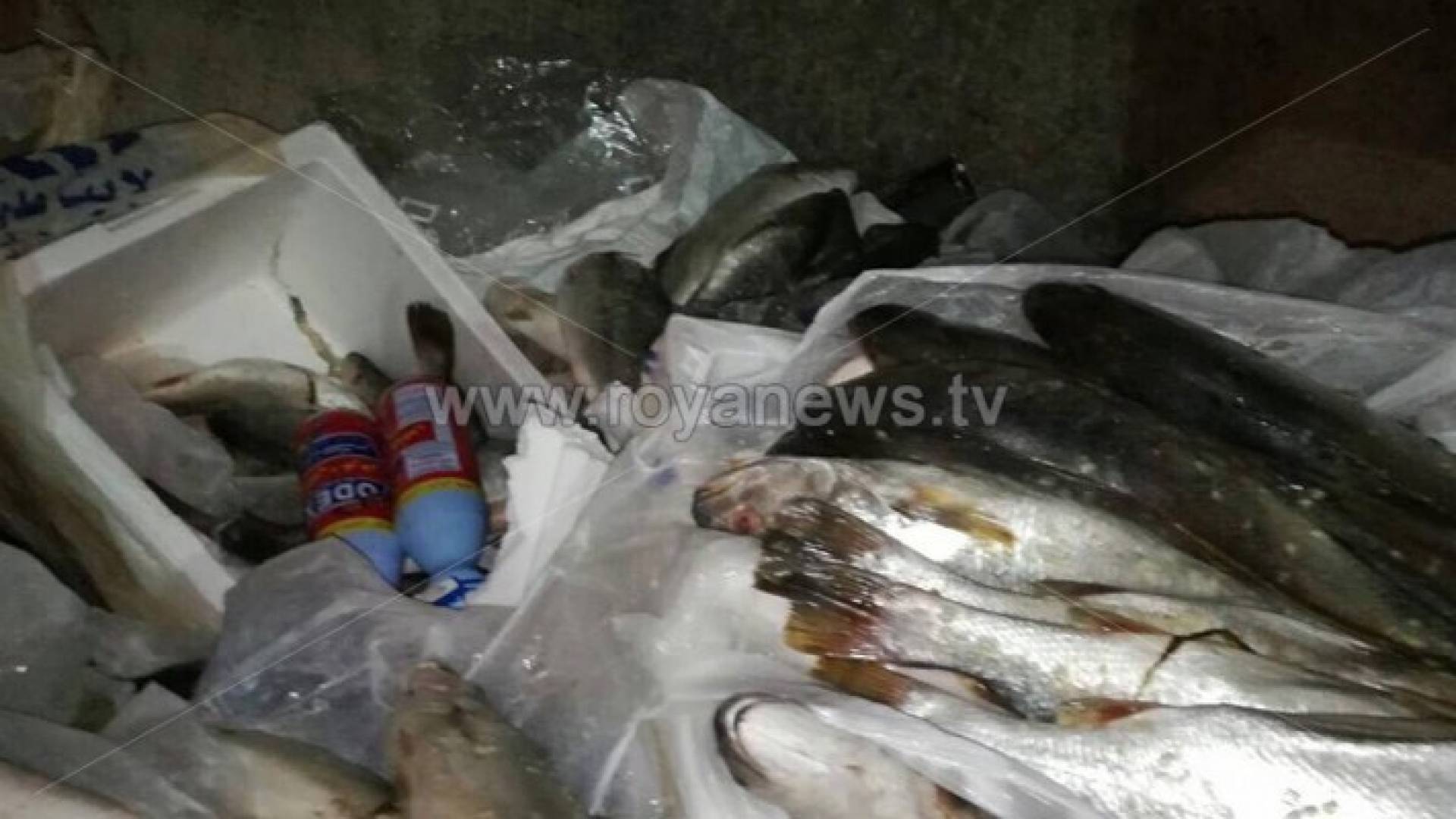 اسماك تم اتلافها