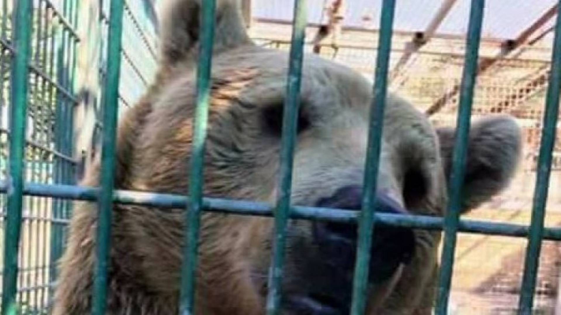  دب يلتهم يد طفل حتى المرفق خلال رحلة مدرسية في قلقيلية