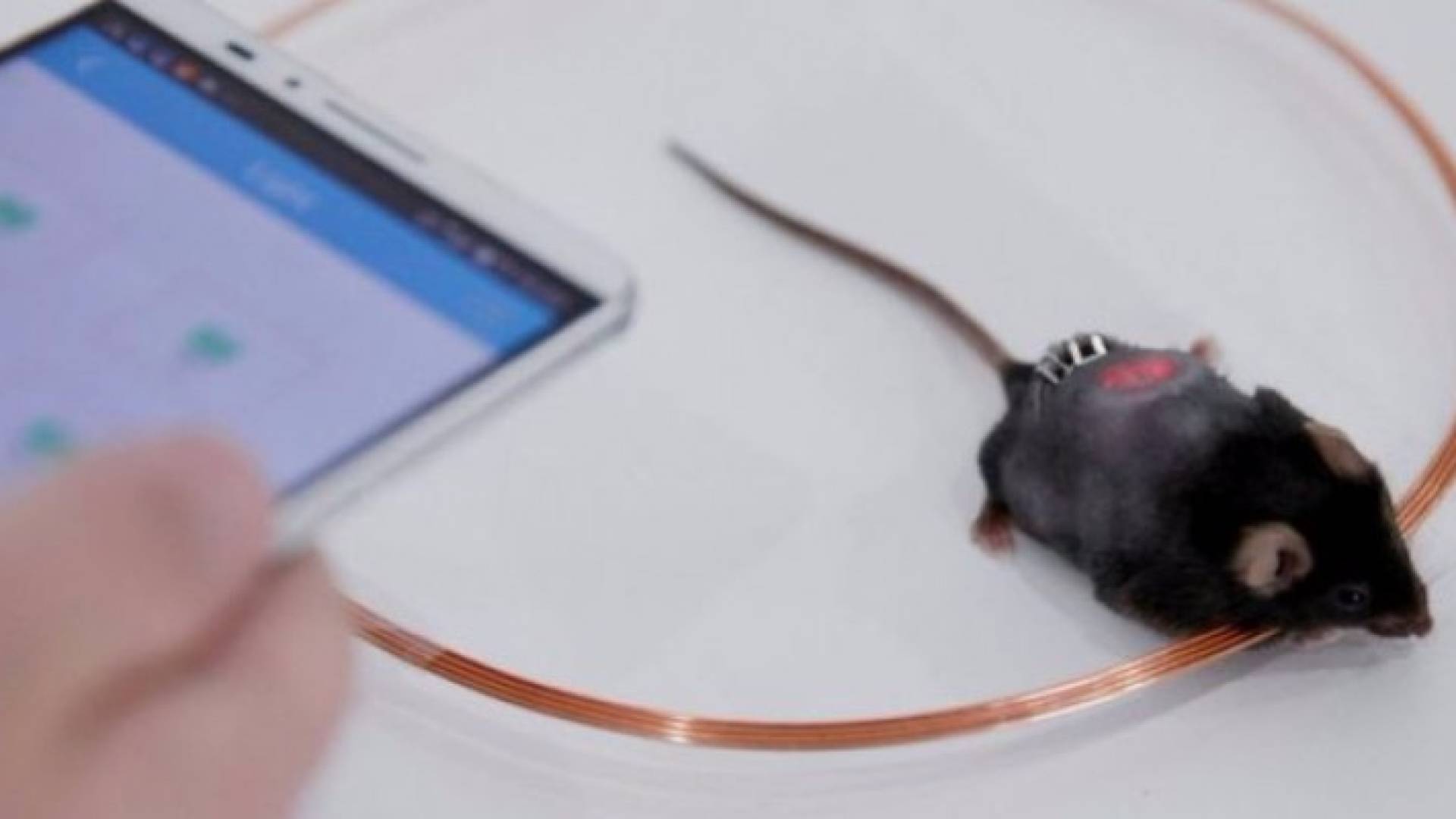 التقنية الجديدة تعتمد على تعديل الخلايا في الفئران، وإرسال أوامر مباشرة لها بإفراز الأنسولين عبر الهاتف الذكي