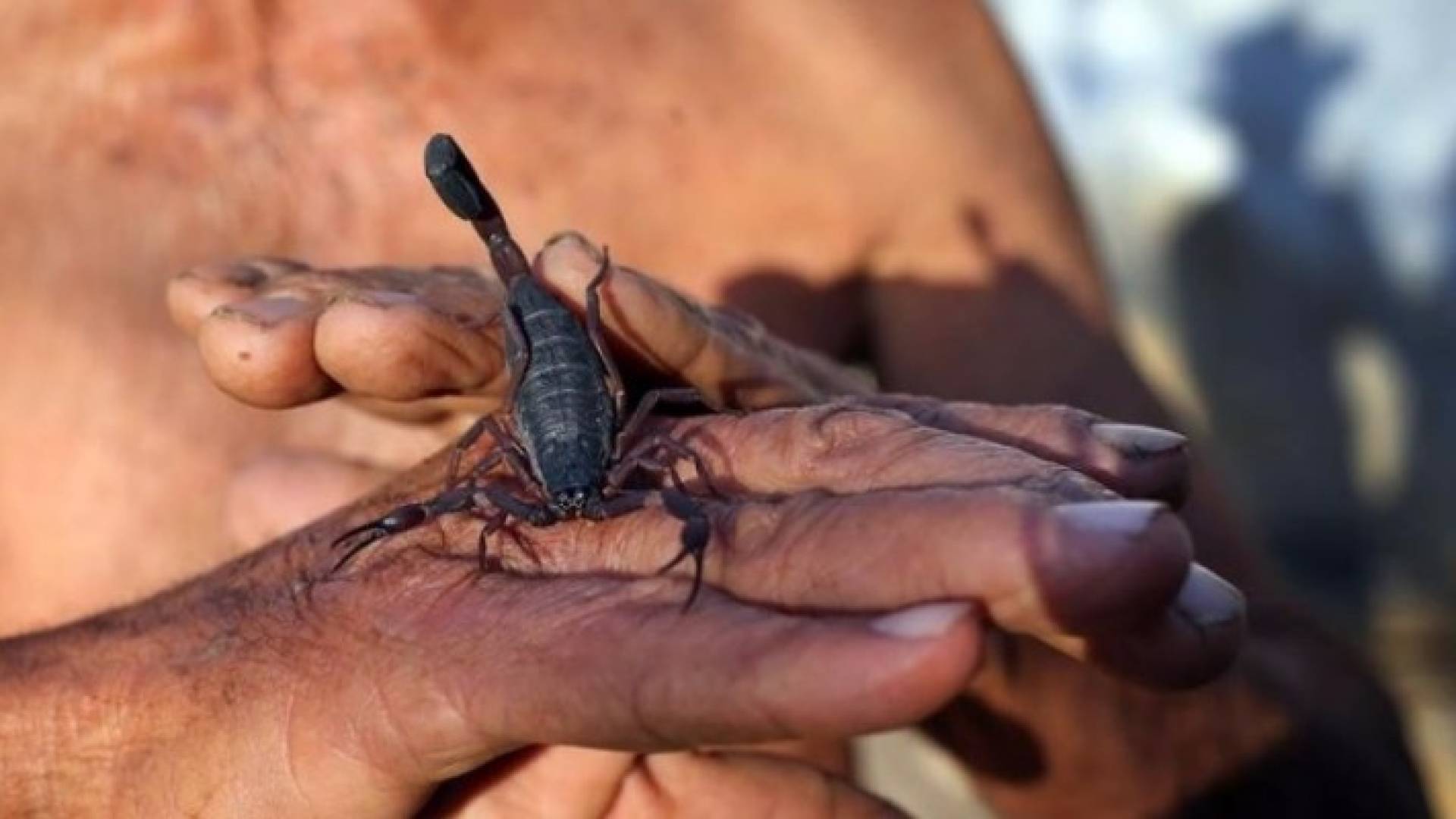  الفلاح الكوبي يستخدم العقرب لعلاج المفاصل