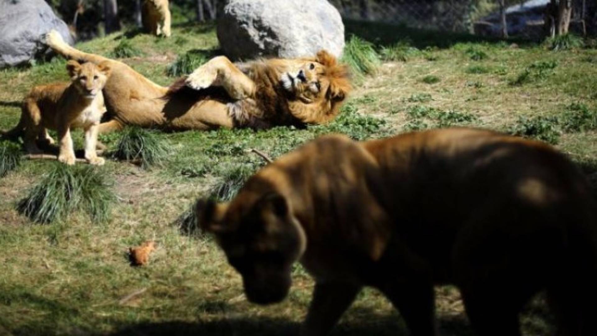 الشبلان الصغيران مع أبويهما بحديقة حيوان بوين بسانتياجو 