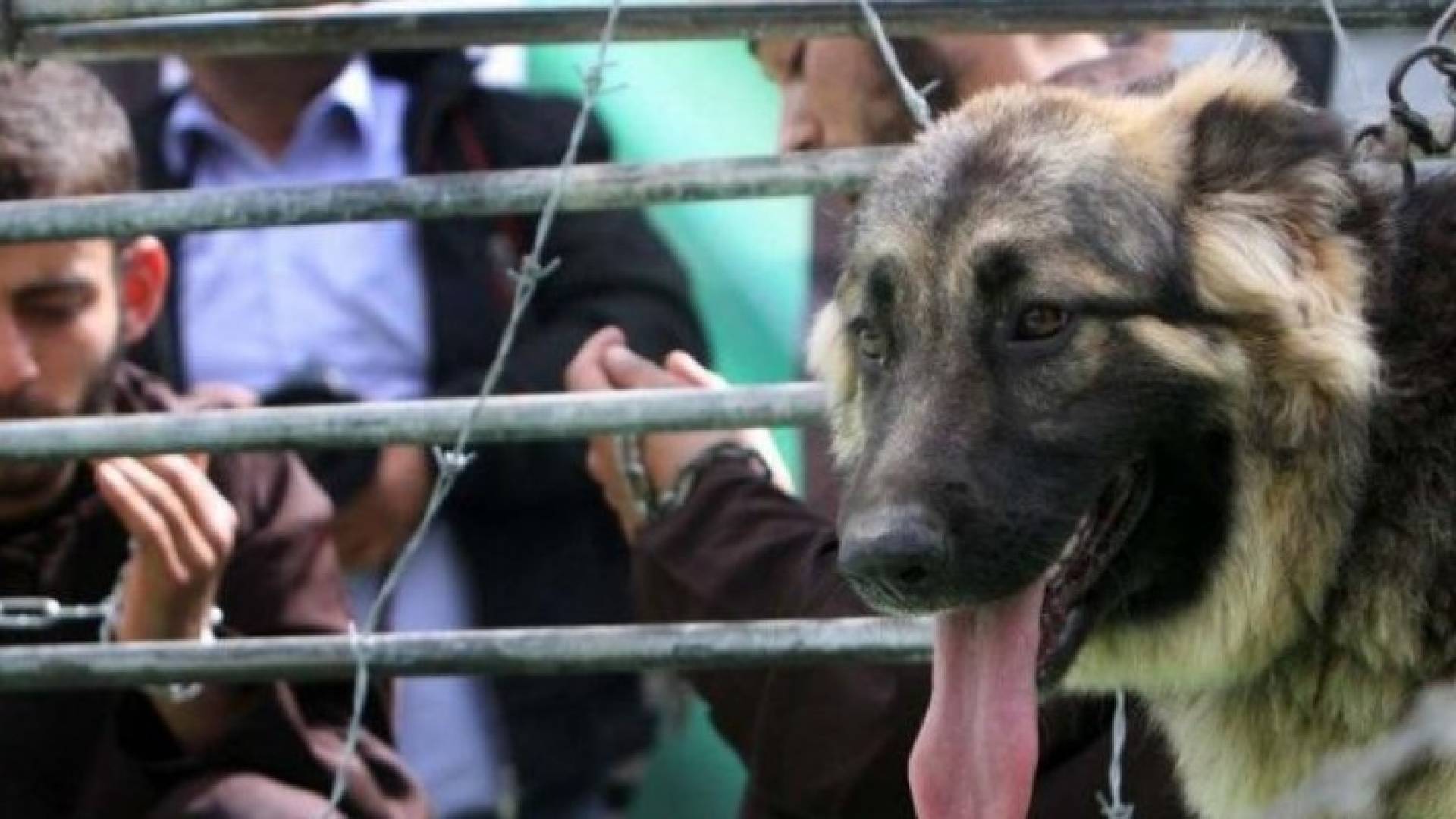 إدارة سجن "نيتسان الرملة" تصعد عمليات التنكيل بحق الأسرى المضربين 