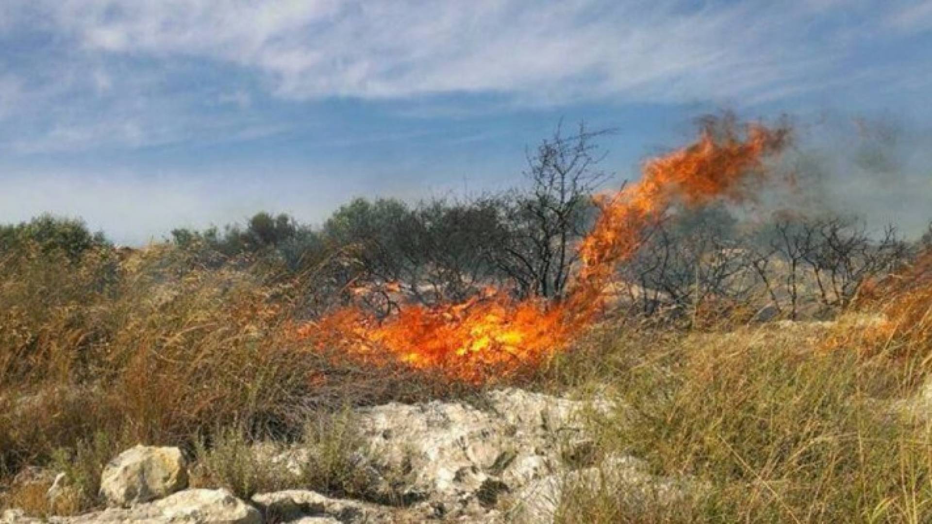 ارشيفية
